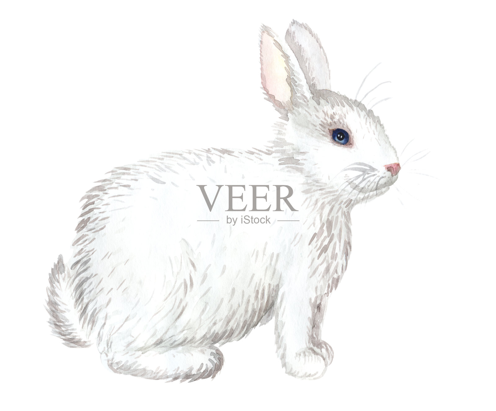 白兔孤立插画图片素材