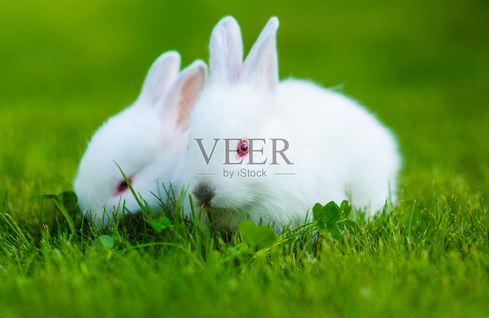有趣的小白兔在草丛中吃三叶草照片摄影图片