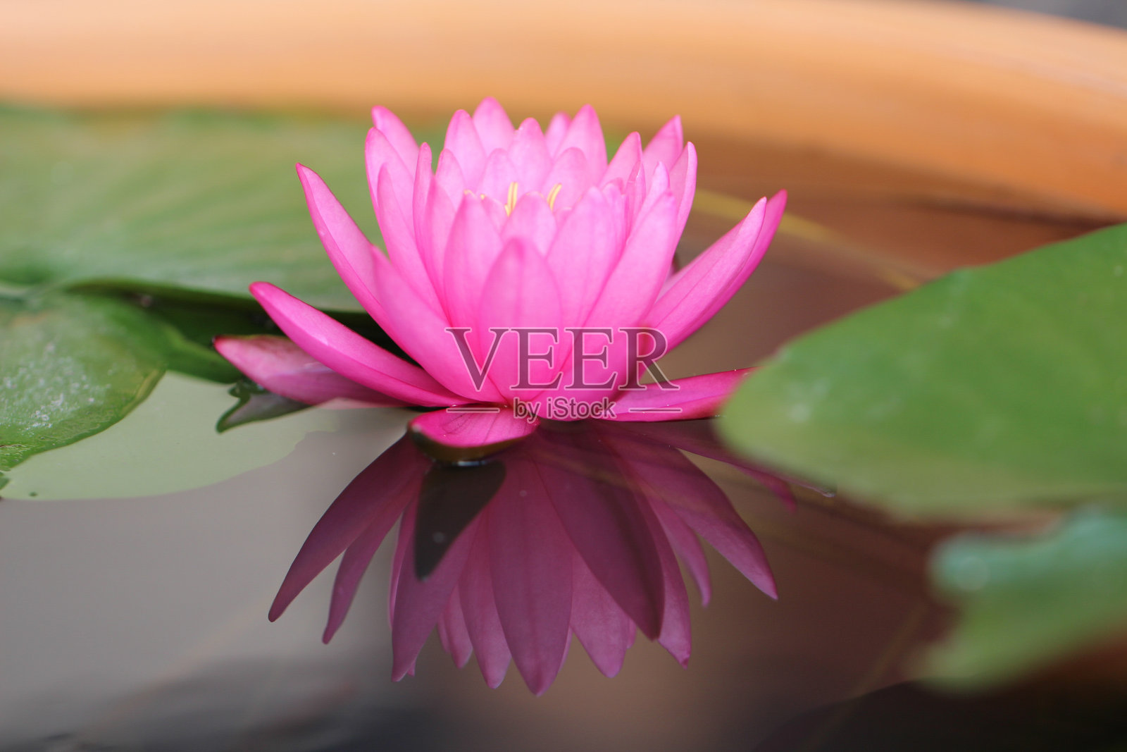 特写盛开的粉红色睡莲或荷花与水的倒影。照片摄影图片