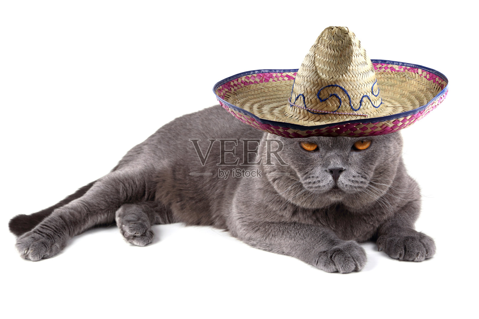 墨西哥有趣的猫照片摄影图片