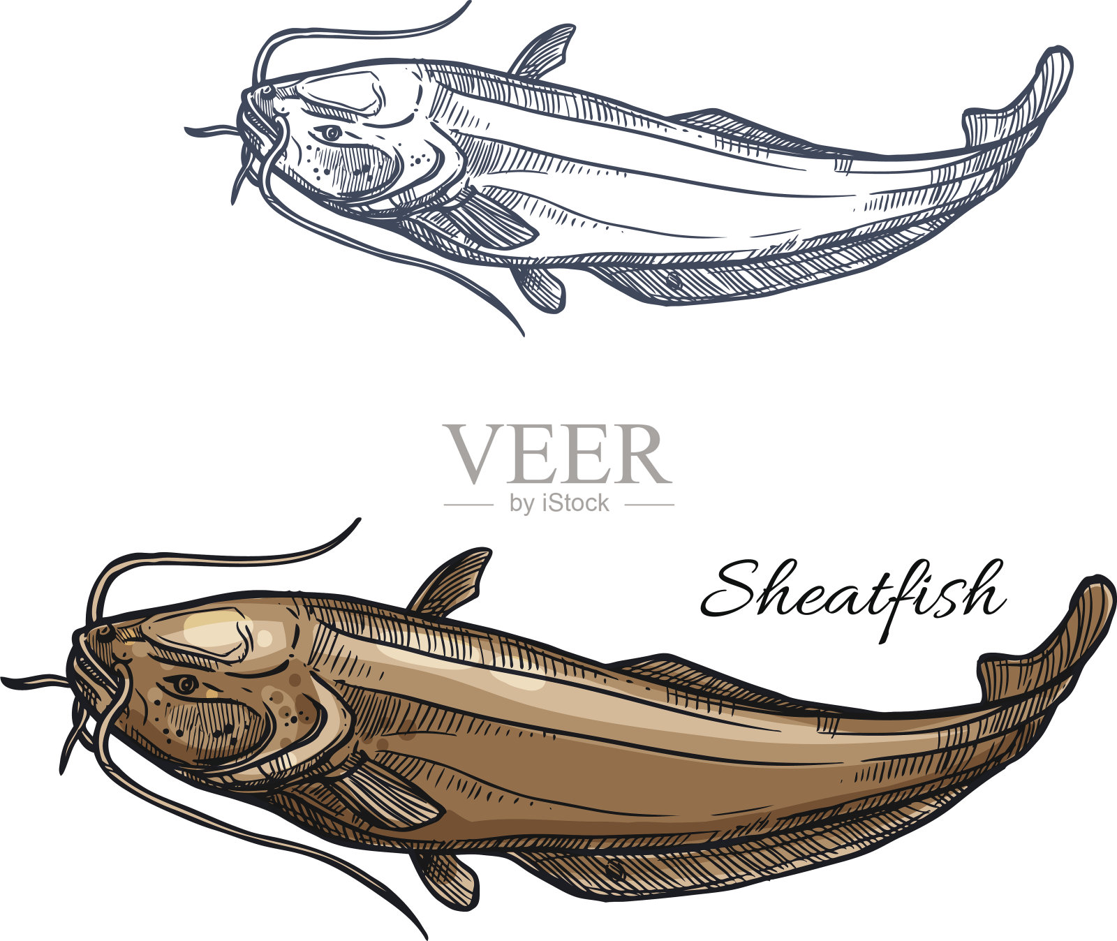 Sheatfish鱼矢量孤立的草图图标插画图片素材