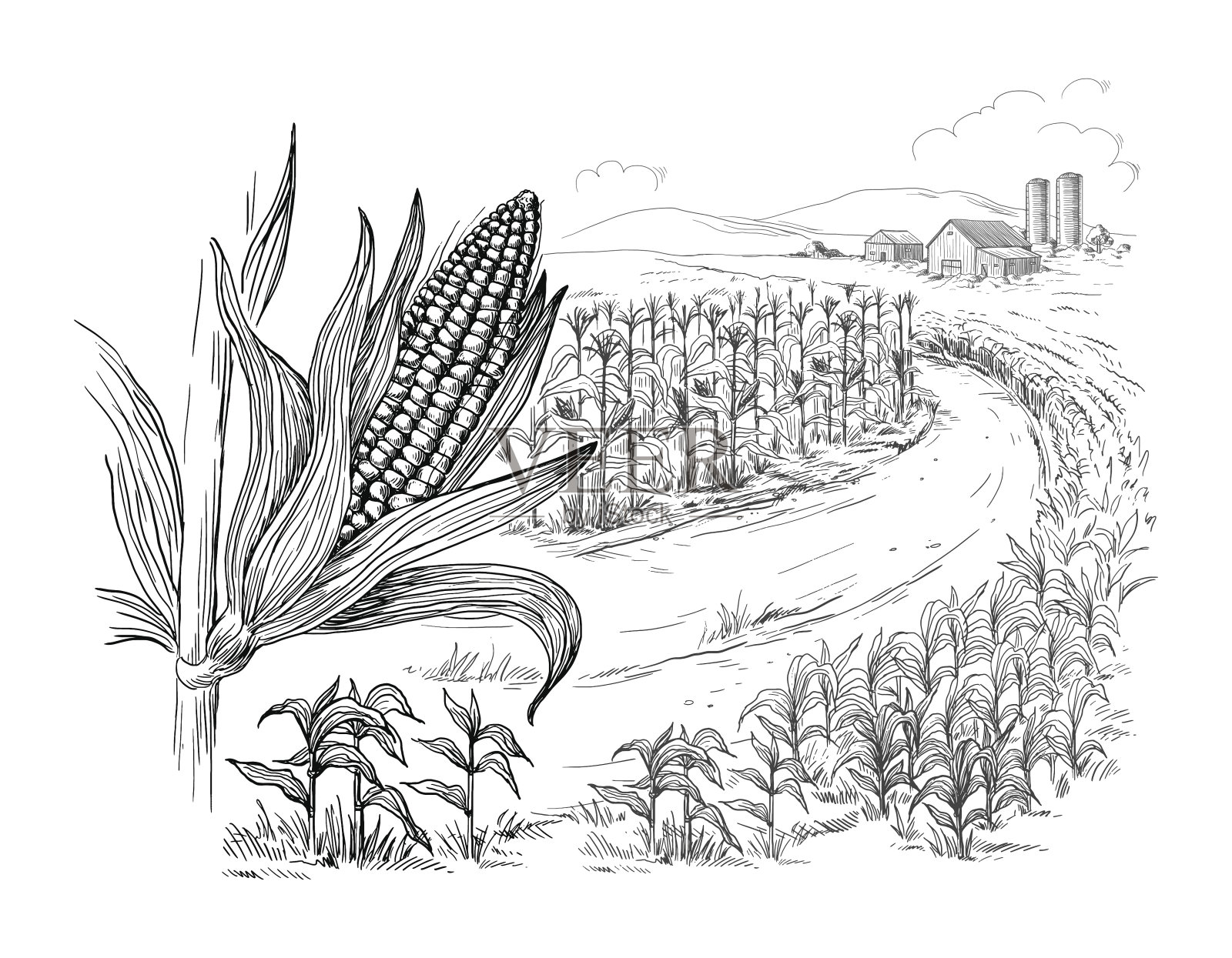 玉米地谷秆示意图插画图片素材