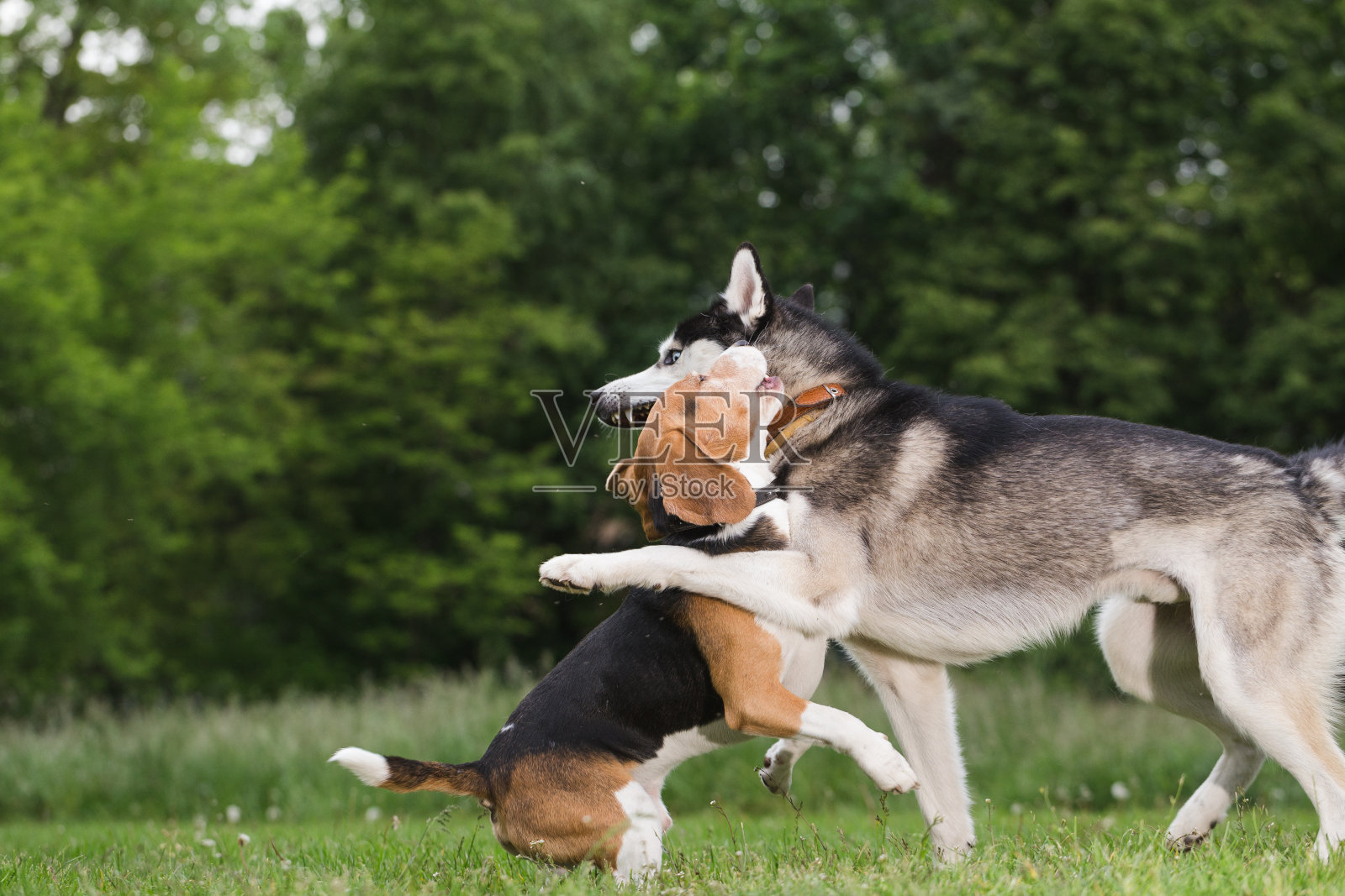 西伯利亚哈士奇和小猎犬在田野里玩耍。照片摄影图片