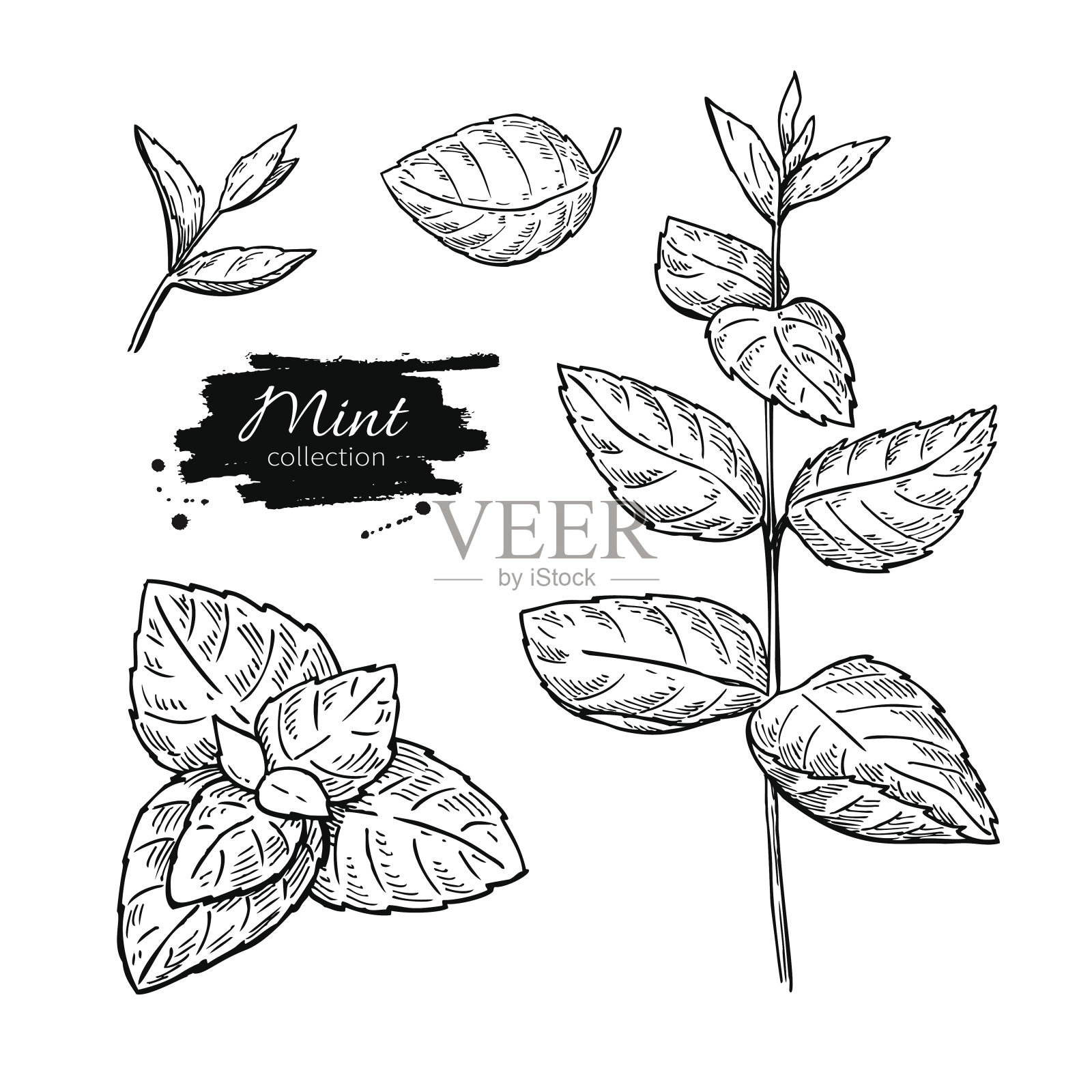 薄荷向量绘图集。孤立的薄荷植物和叶子。草药插画图片素材