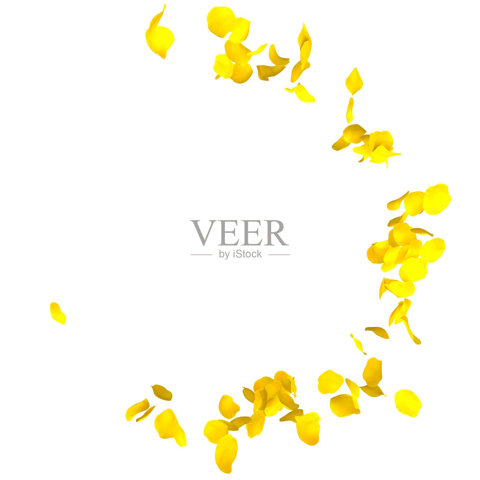 黄色的玫瑰花瓣在孤立的白色背景上绕着圆圈飞舞照片摄影图片