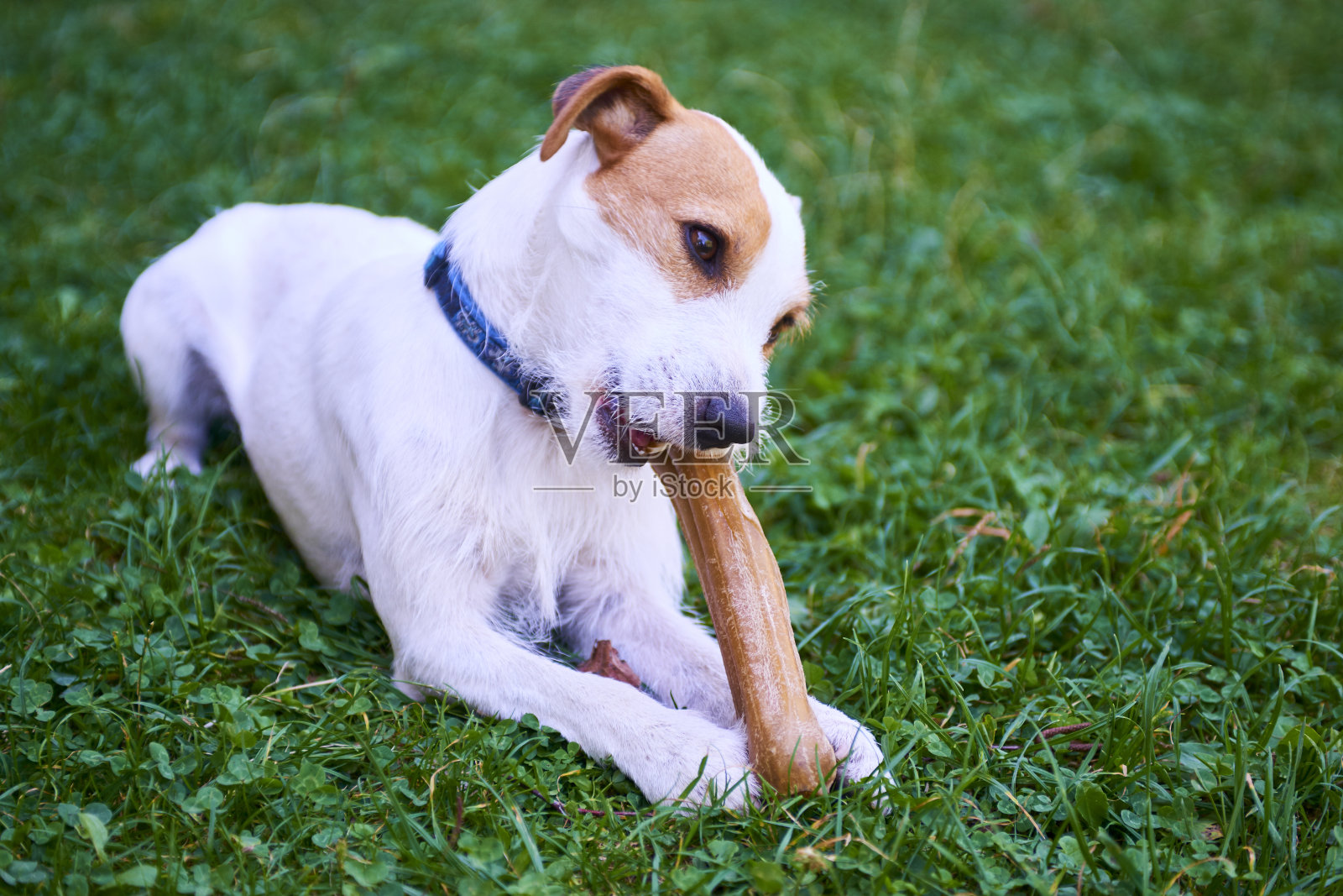 罗素牧师犬啃骨头照片摄影图片