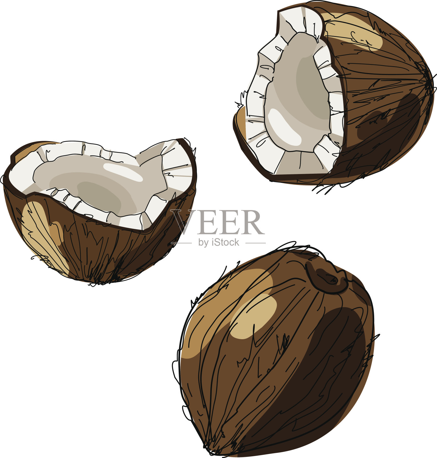 手绘椰子。椰子孤立在白色背景上。带菌者热带食物示意图。插画图片素材