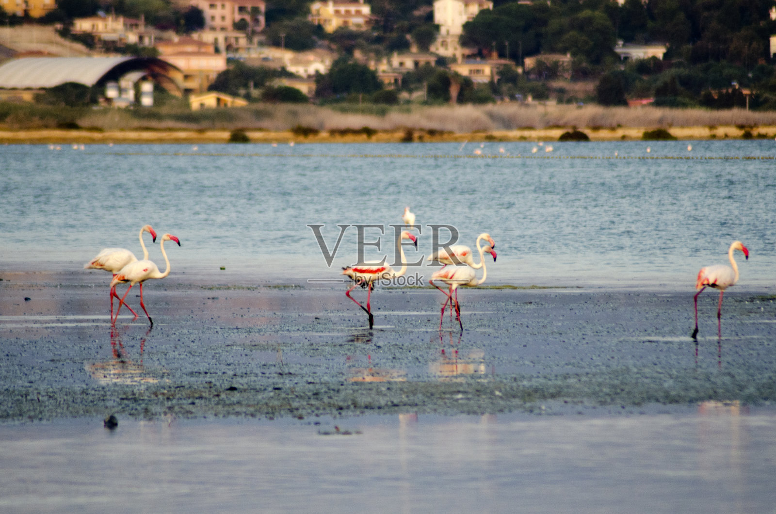 一群粉红色的火烈鸟在它们的栖息地照片摄影图片