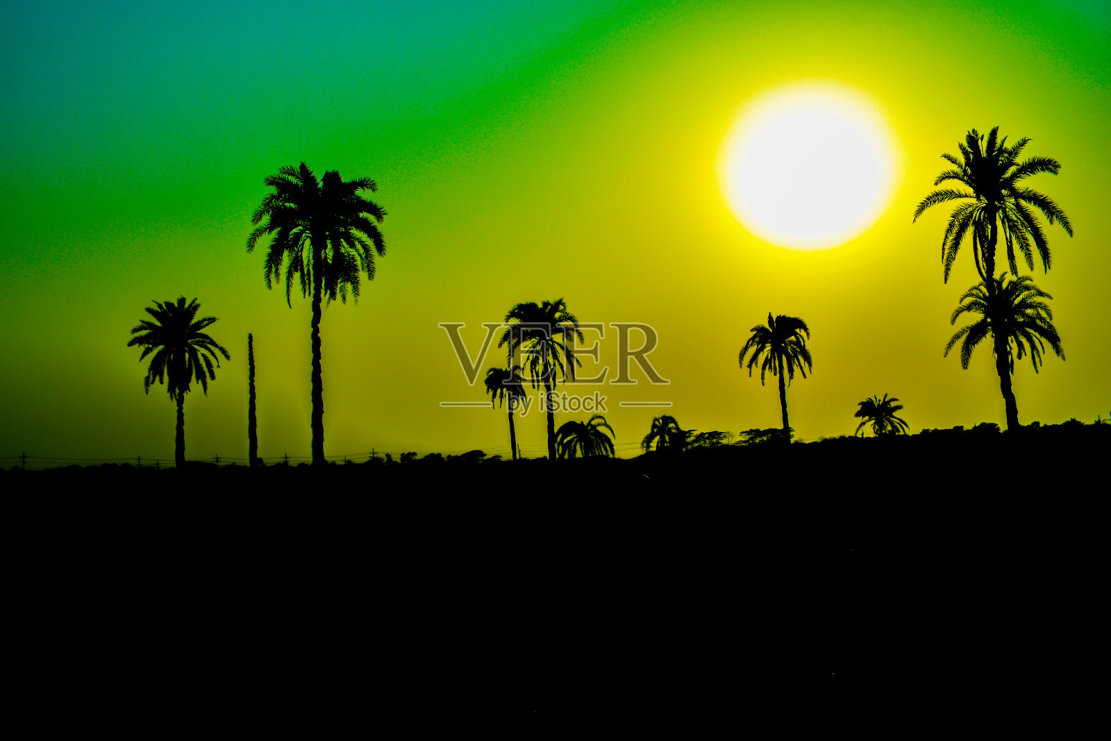 枣树在日落时间-向量照片摄影图片