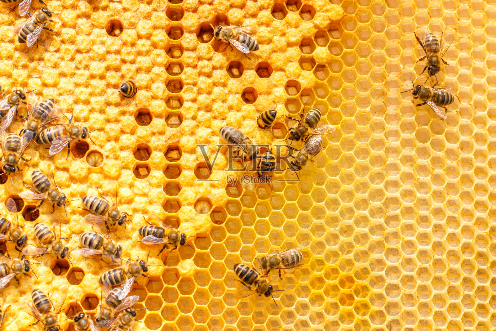 蜂巢中蜜蜂的幼虫。照片摄影图片