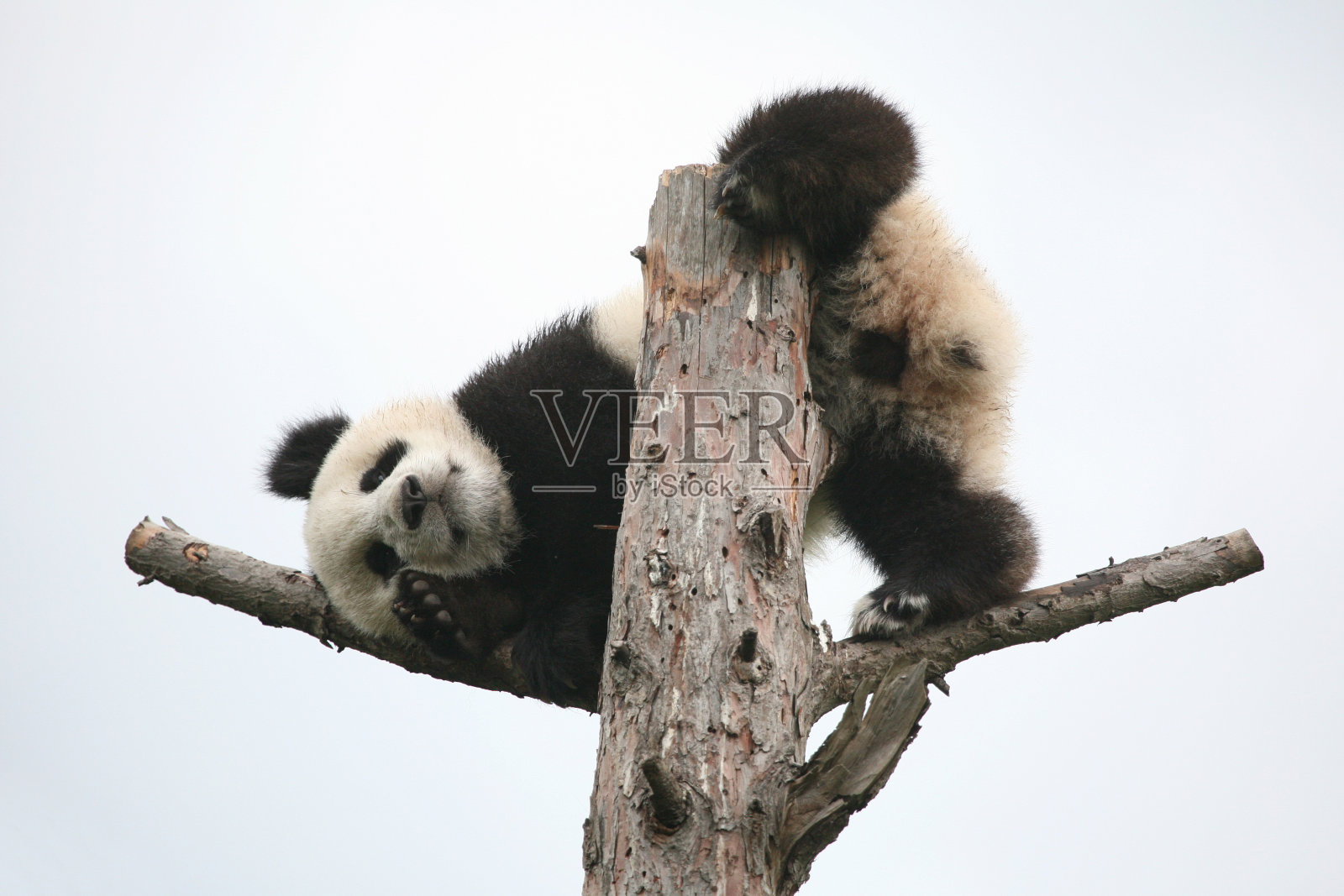 大熊猫幼崽照片摄影图片