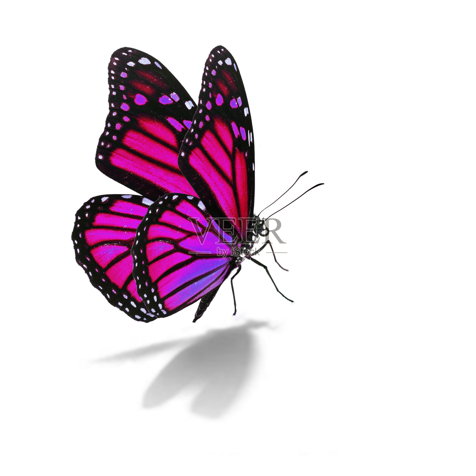 粉色黑脉金斑蝶照片摄影图片