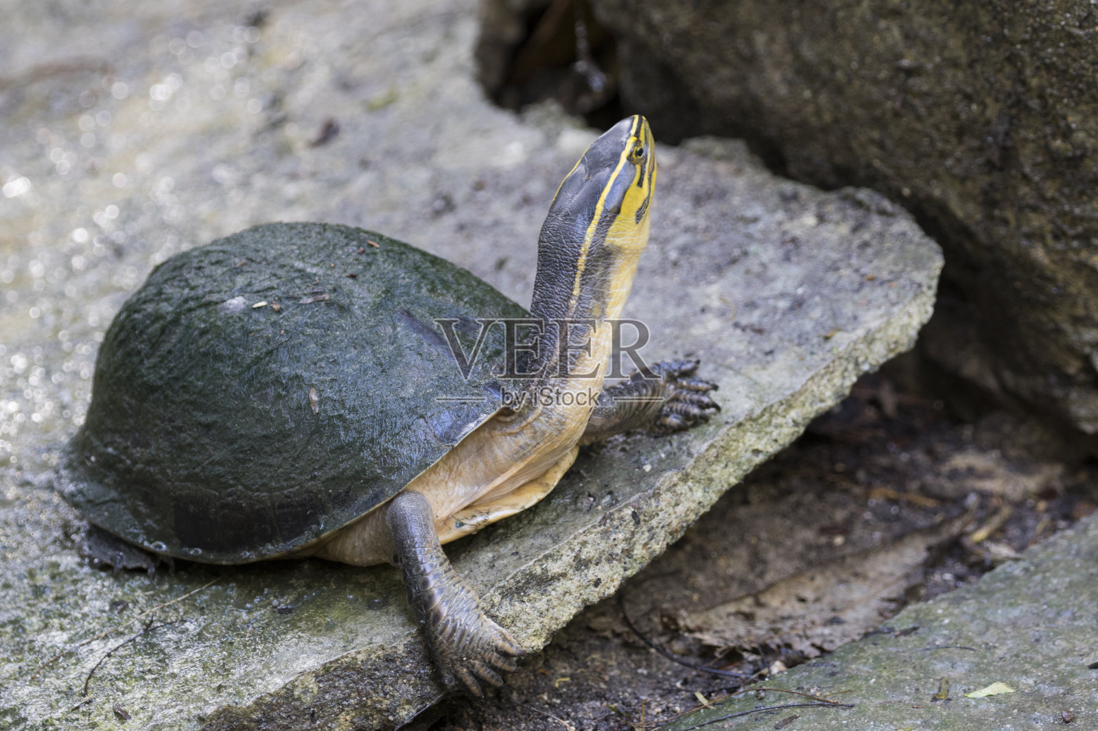 泰国一只东方鸡龟的图片照片摄影图片