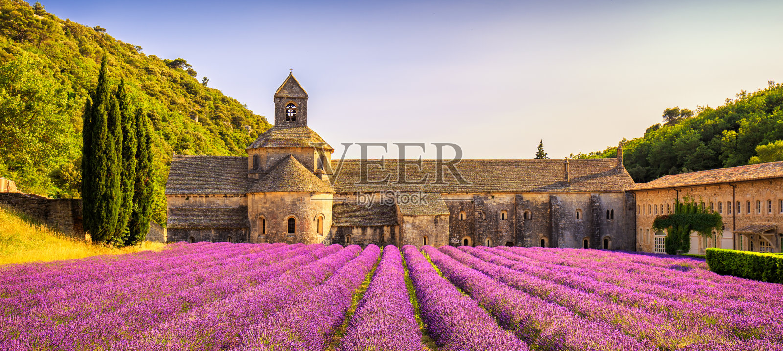 塞南克修道院，薰衣草盛开，日落全景。戈得斯，鲁伯隆，法国普罗旺斯。照片摄影图片