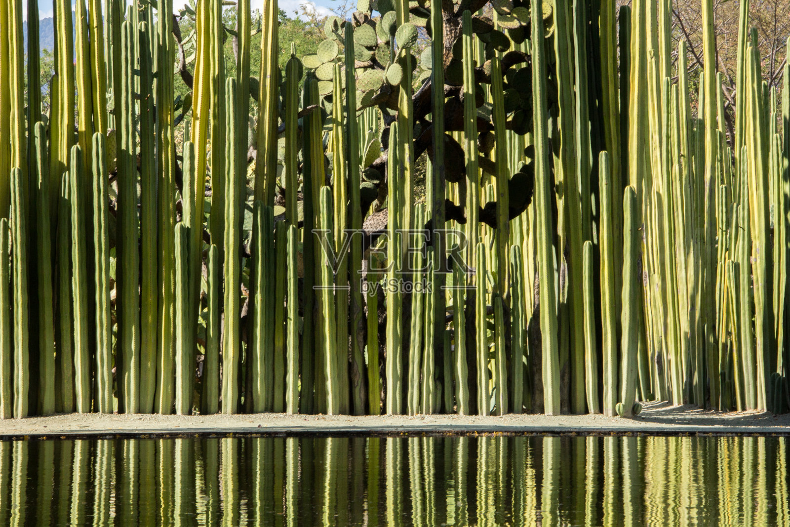 人工池塘反映仙人掌在瓦哈卡，墨西哥照片摄影图片