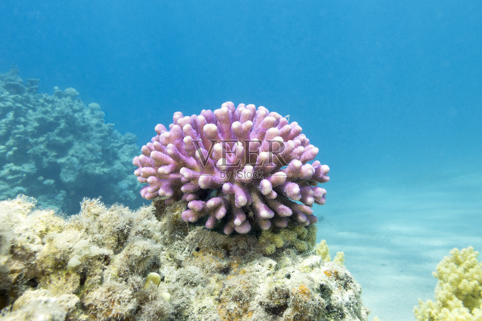 珊瑚礁与粉红色的指珊瑚在热带海洋，水下照片摄影图片