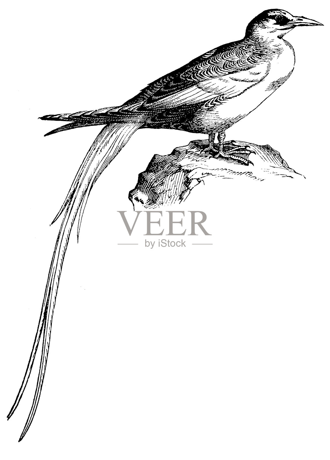 红嘴热带鸟(Phaethon aetherus)设计元素图片