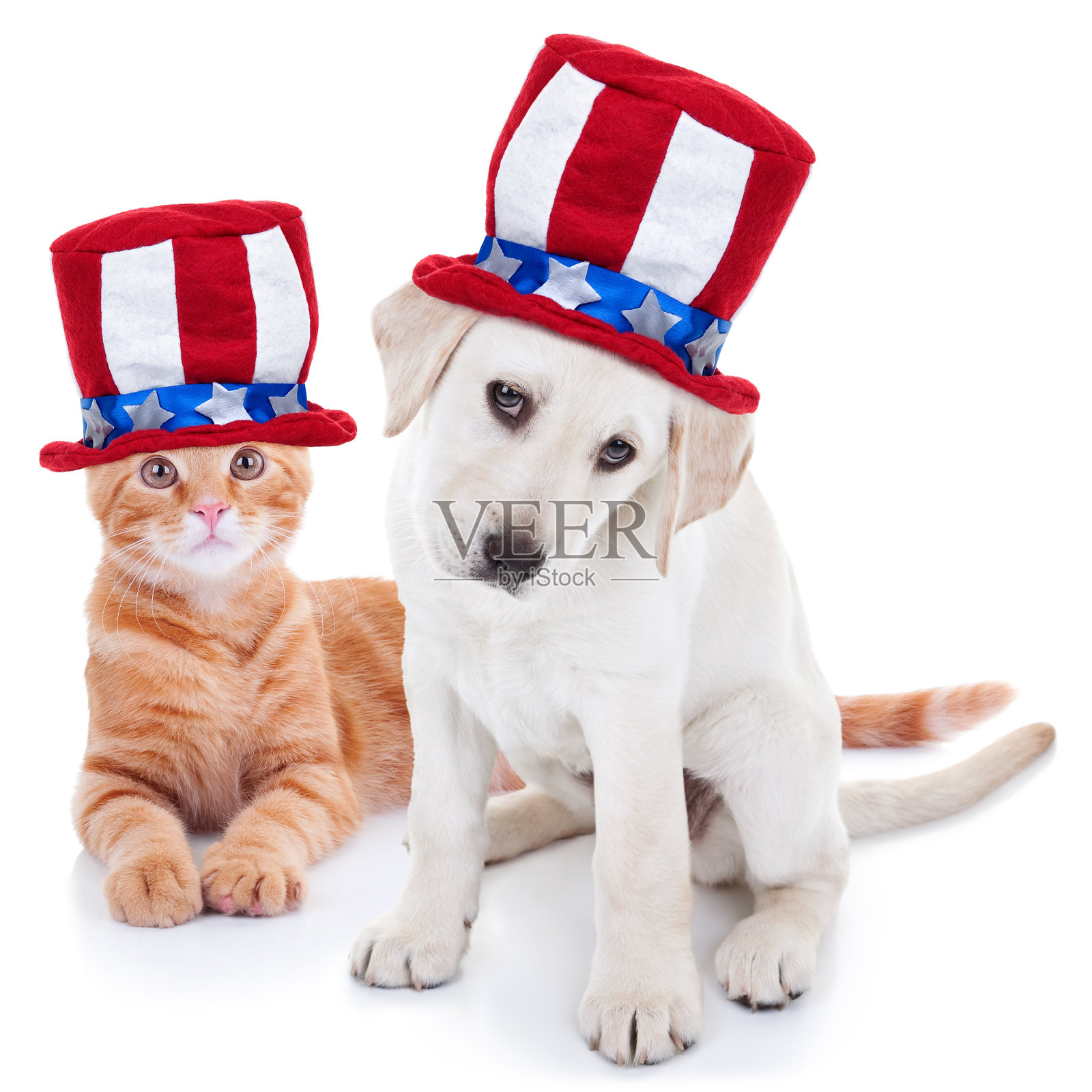 美国爱国宠物狗和猫7月4日和阵亡将士纪念日照片摄影图片