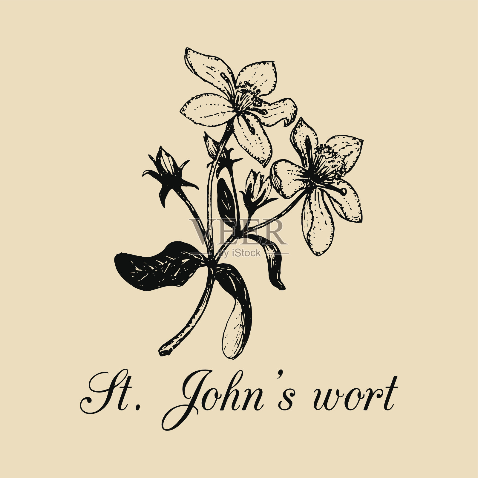 Tutsan植物背景。向量圣约翰草叶和花插图。,医药,化妆品草卡插画图片素材