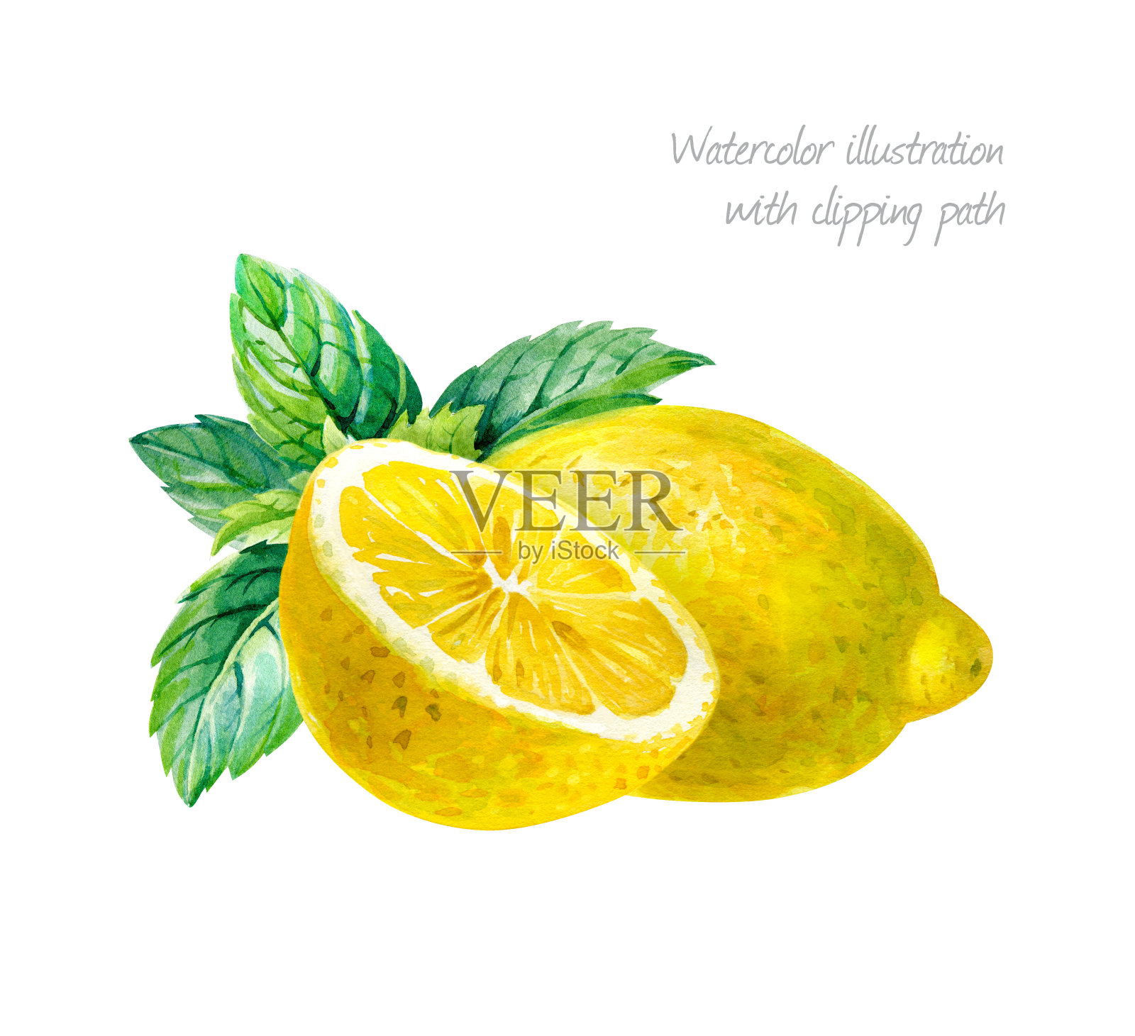 柠檬与薄荷叶孤立在白色水彩插图插画图片素材