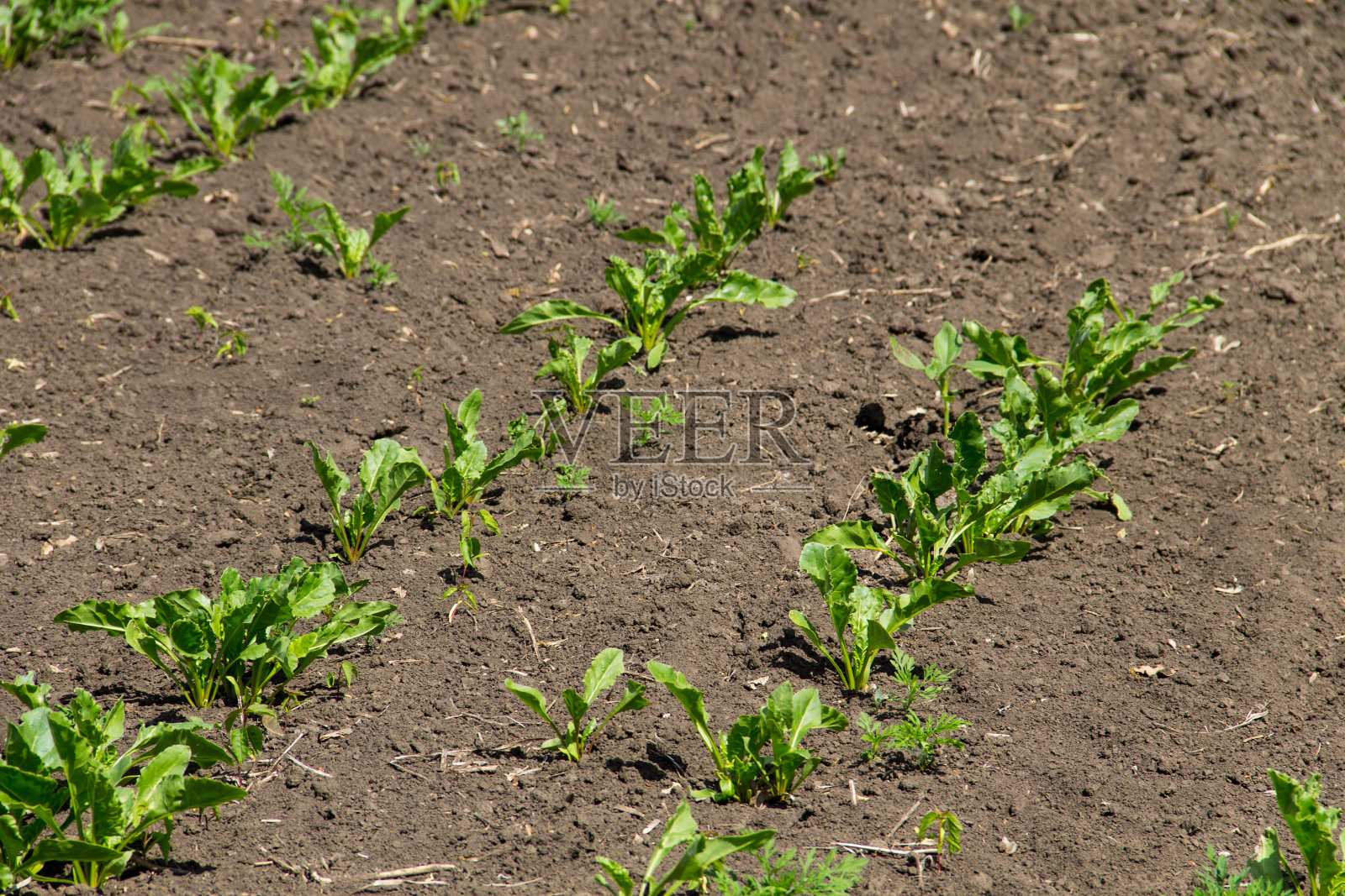 种植甜菜的农田。甜菜根豆芽照片摄影图片