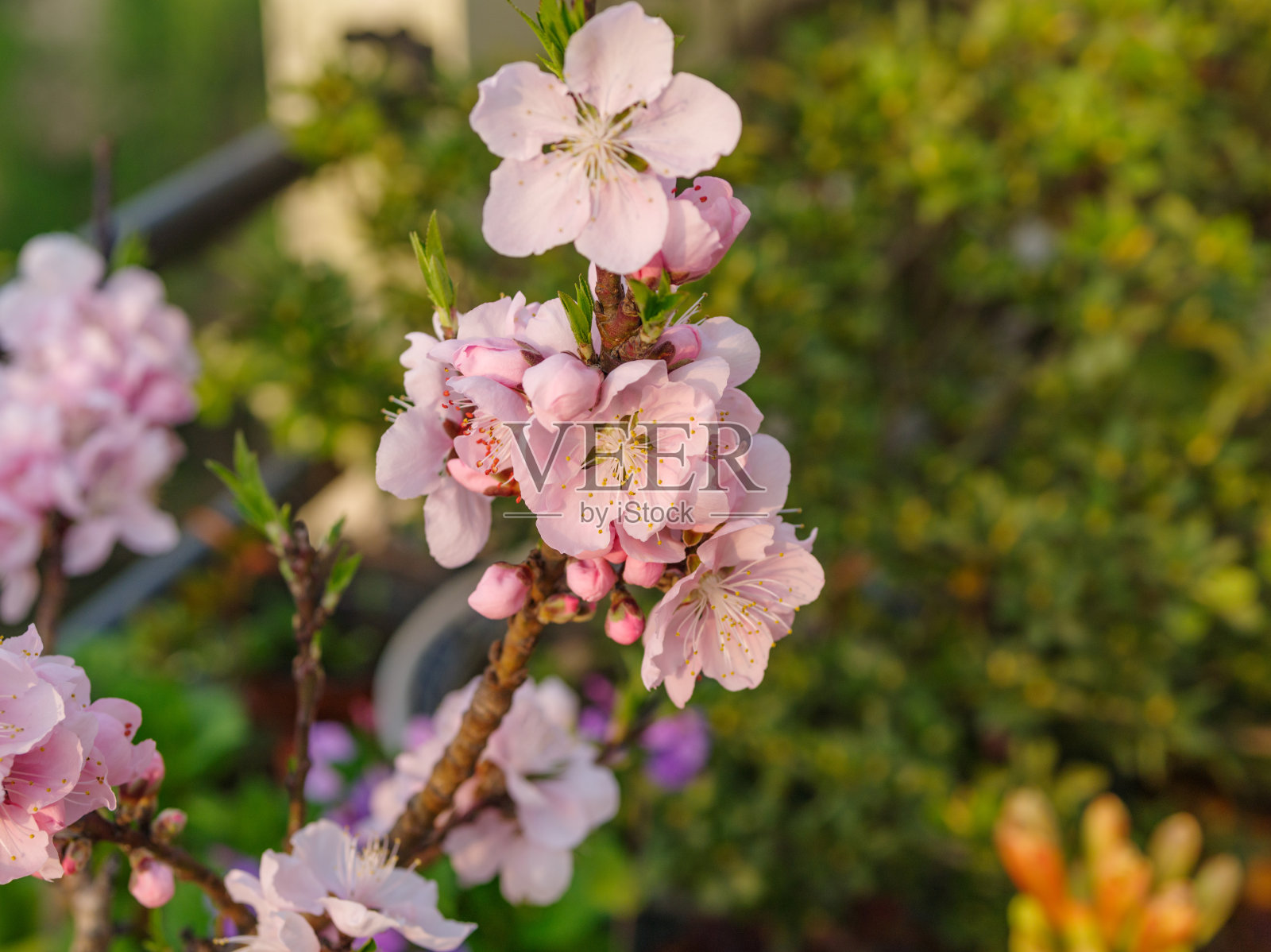 春花系列，美丽的桃花与模糊的背景宏。照片摄影图片