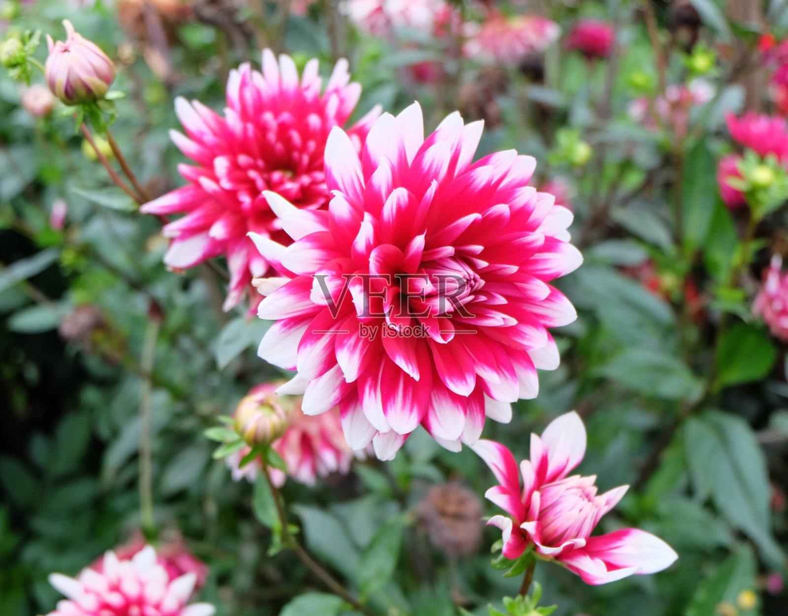 大丽花一种与其它大丽花一起生长在花园里的非常明亮的、粉红色/品红和白色的大丽花照片摄影图片