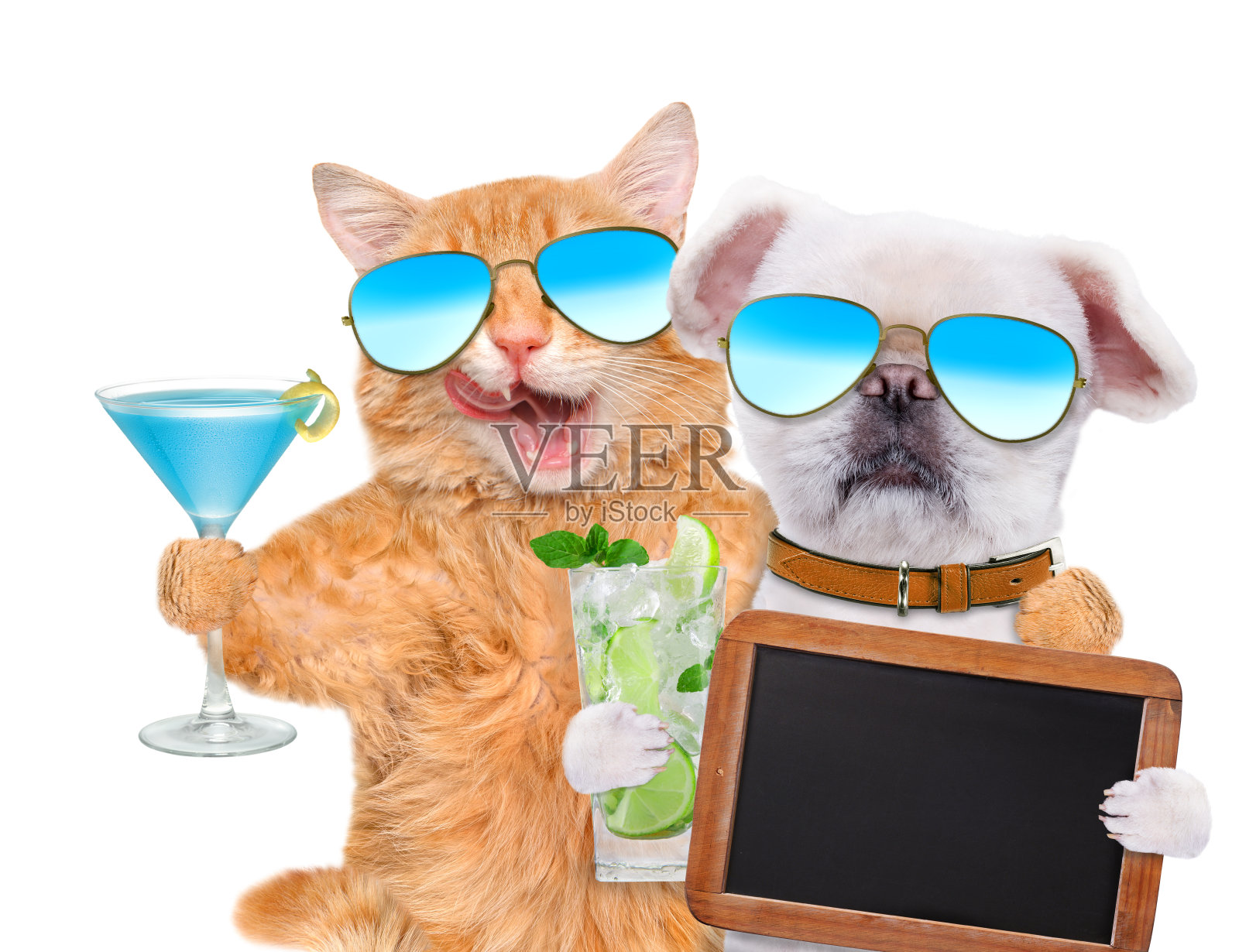 猫和狗戴着太阳镜放松在白色的背景。照片摄影图片