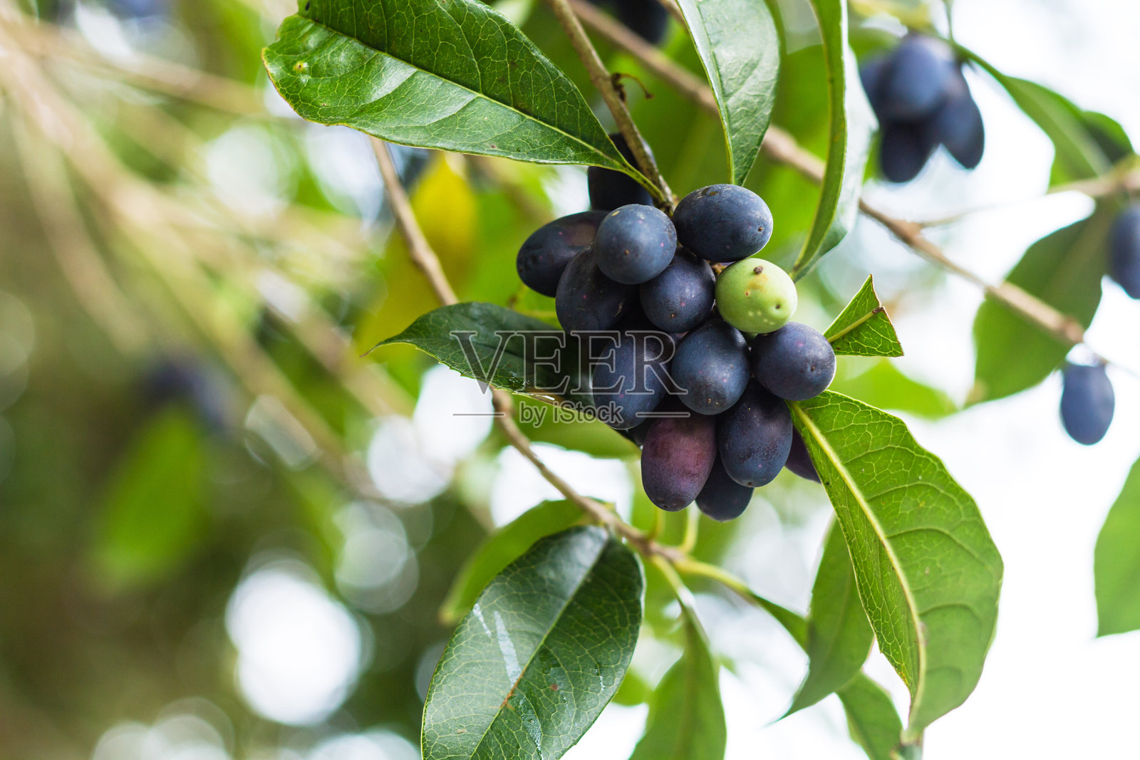 成阳李树上的一串成熟的果实照片摄影图片