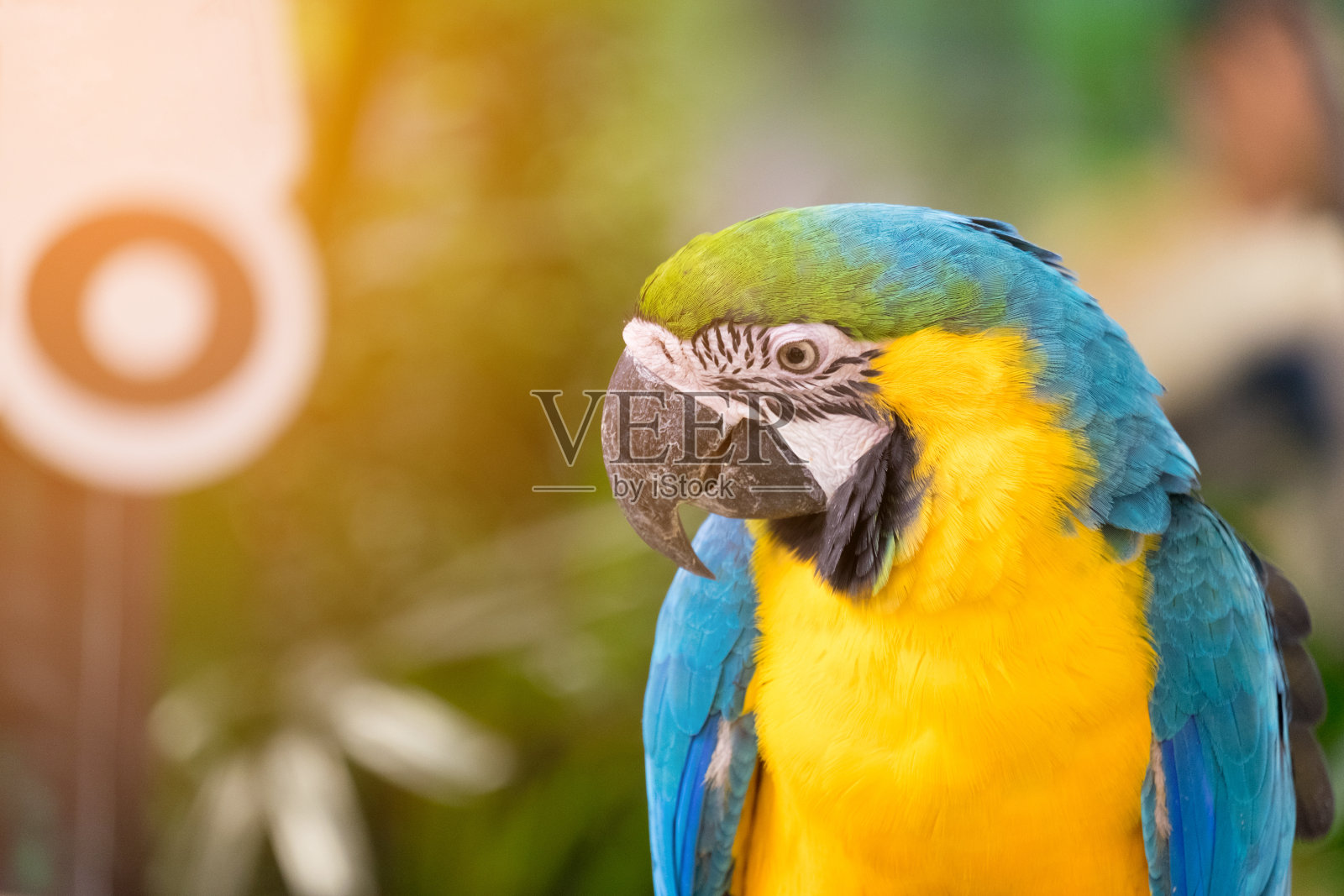 蓝黄相间的金刚鹦鹉的特写照片摄影图片