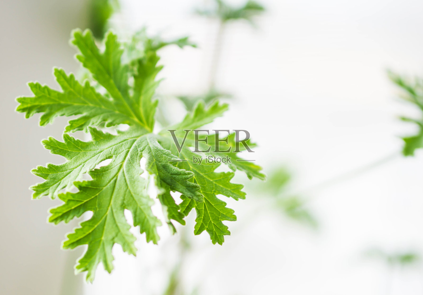 一个芬芳的天竺葵香料小枝的特写照片摄影图片