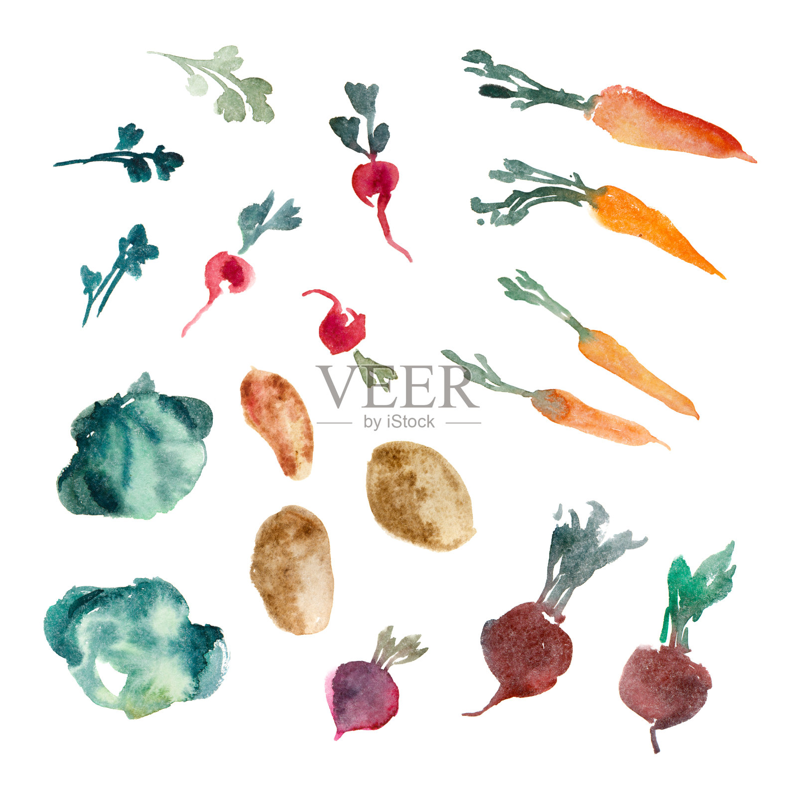水彩插图。芫荽，香草，甜菜根，萝卜，卷心菜，土豆，胡萝卜孤立在白色背景上。简易蔬菜套装插画图片素材
