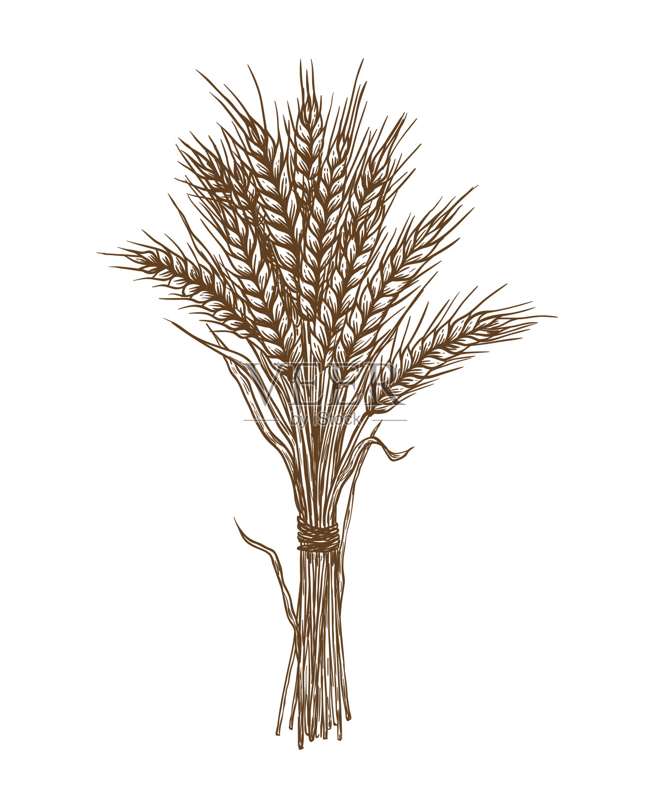 耳朵的小麦。向量草图插画图片素材