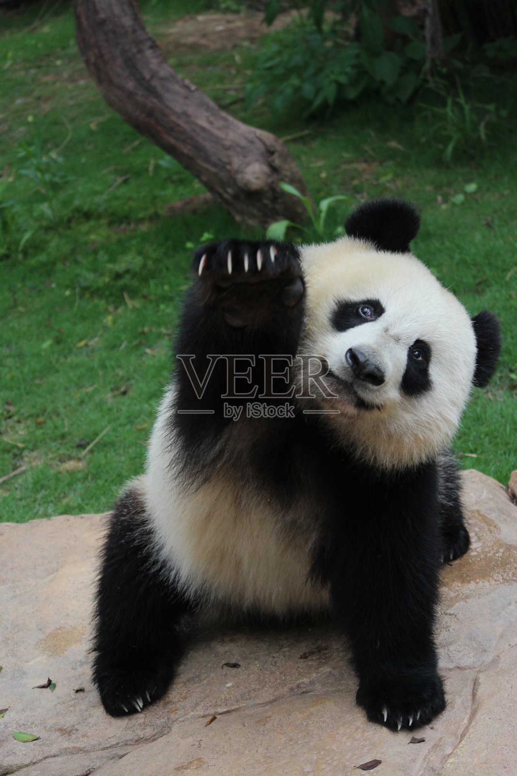 熊猫在中国照片摄影图片