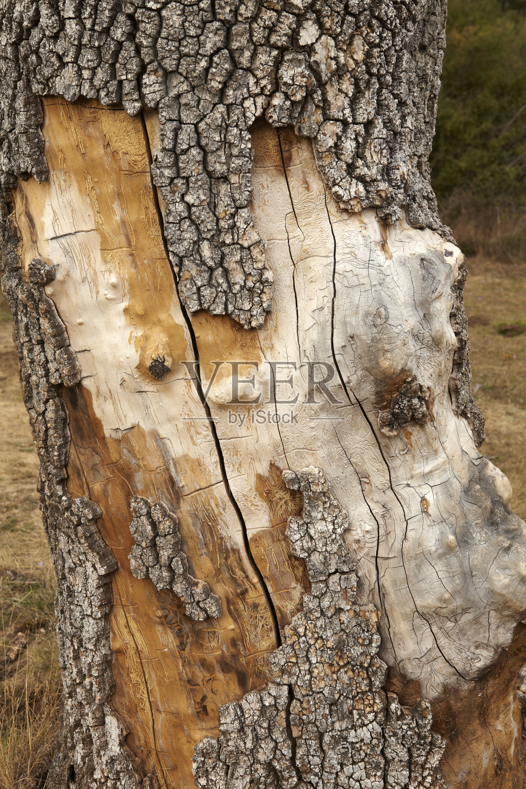 树皮的树照片摄影图片