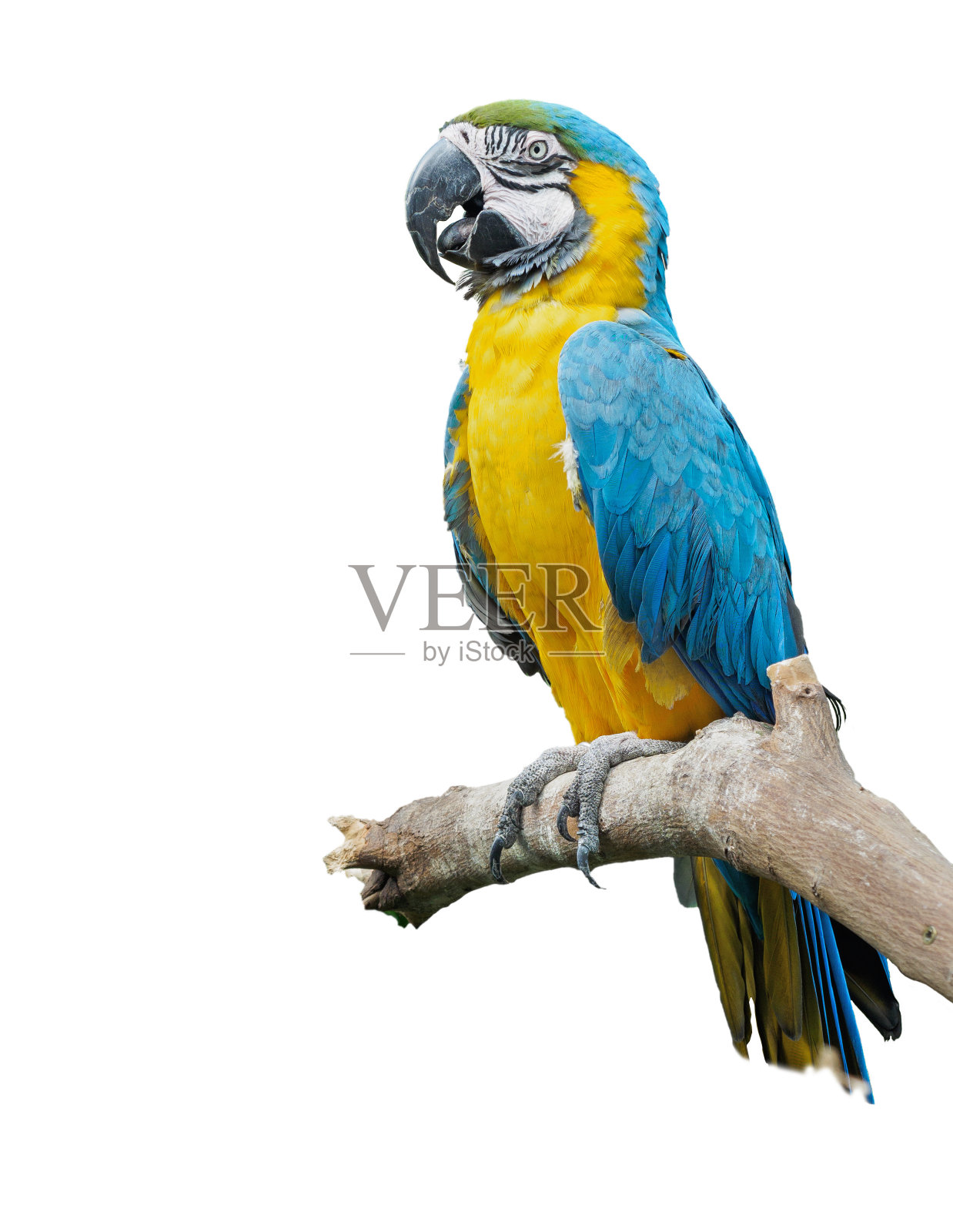 蓝黄相间的金刚鹦鹉栖息在树枝上，与世隔绝照片摄影图片