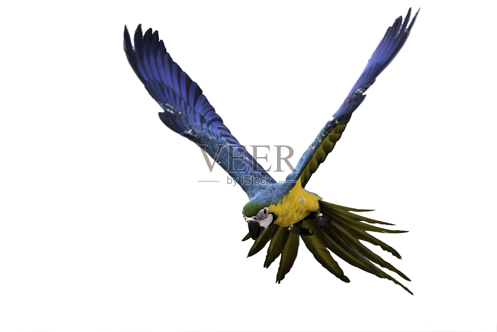 蓝色和金色的金刚鹦鹉飞行在白色的背景，剪路径照片摄影图片