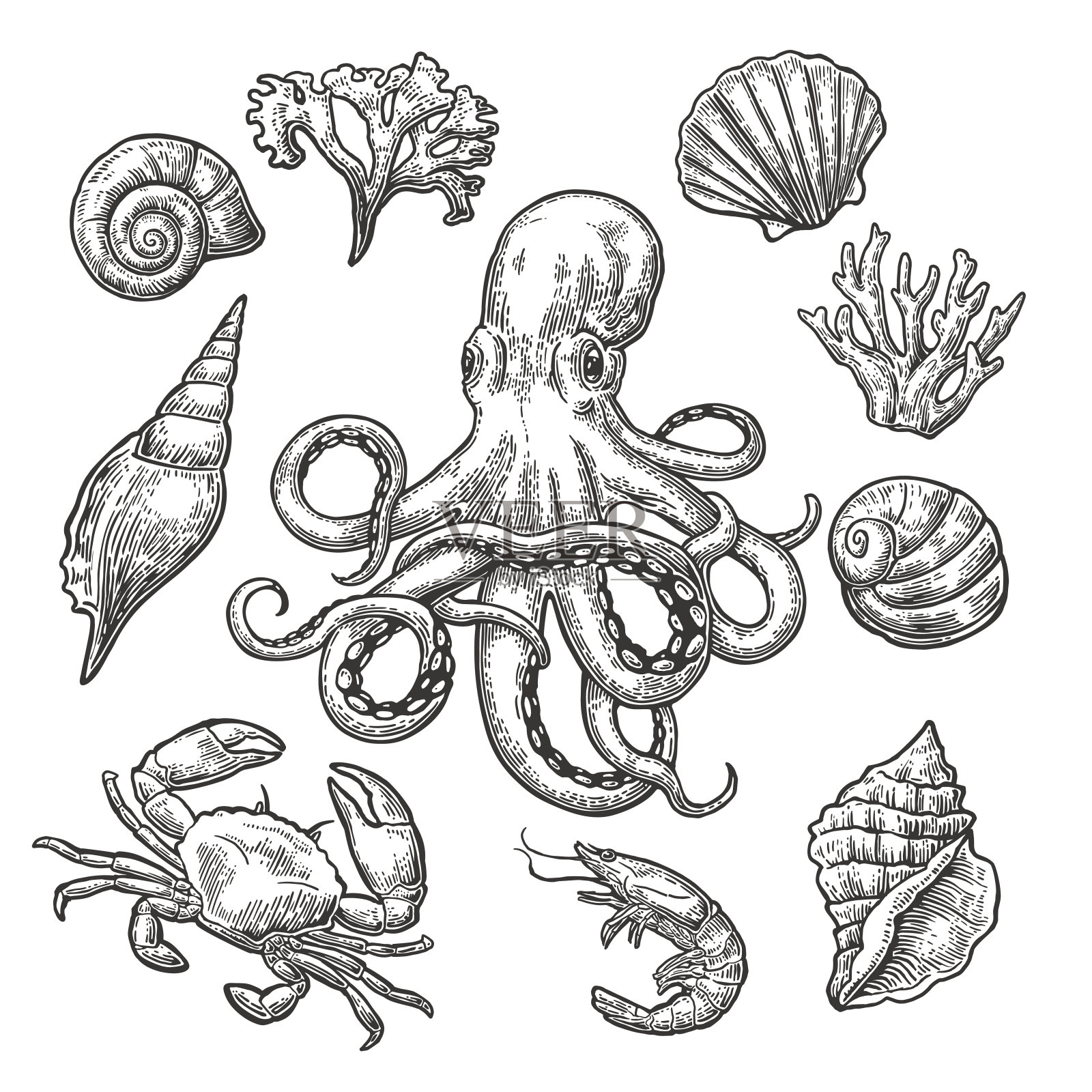 集贝壳，珊瑚，螃蟹，虾和章鱼。插画图片素材