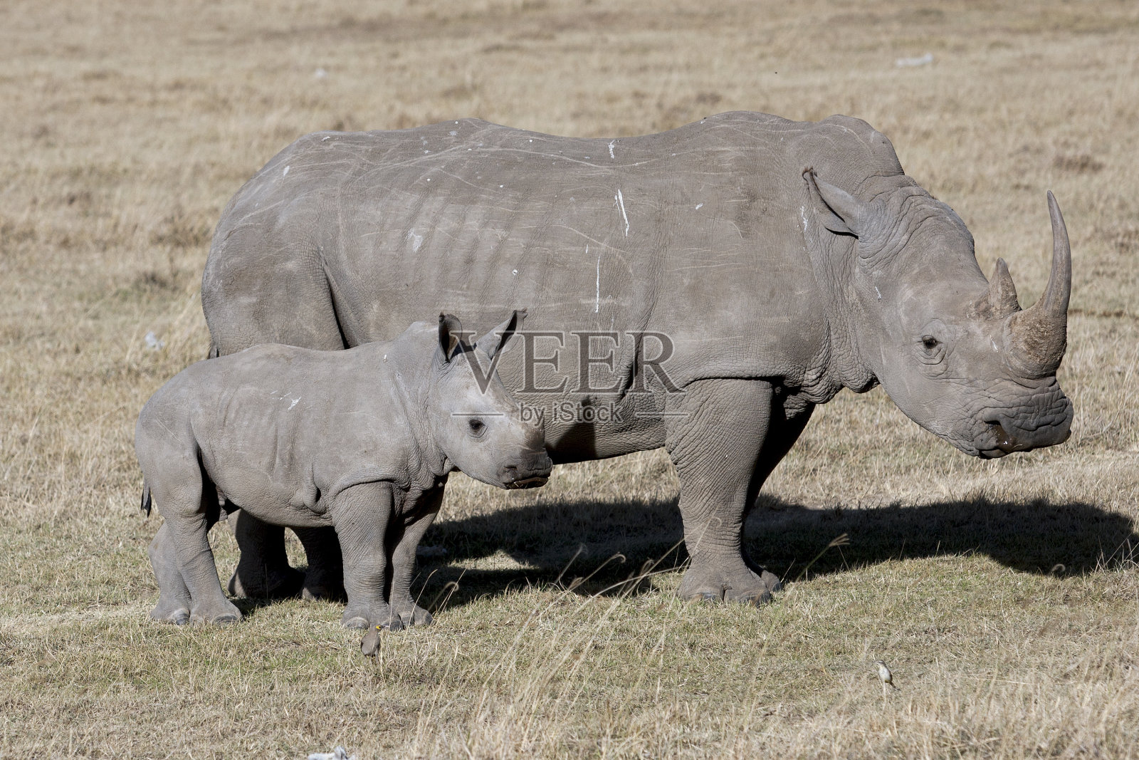 雌性犀牛和幼崽站在非洲大草原上照片摄影图片