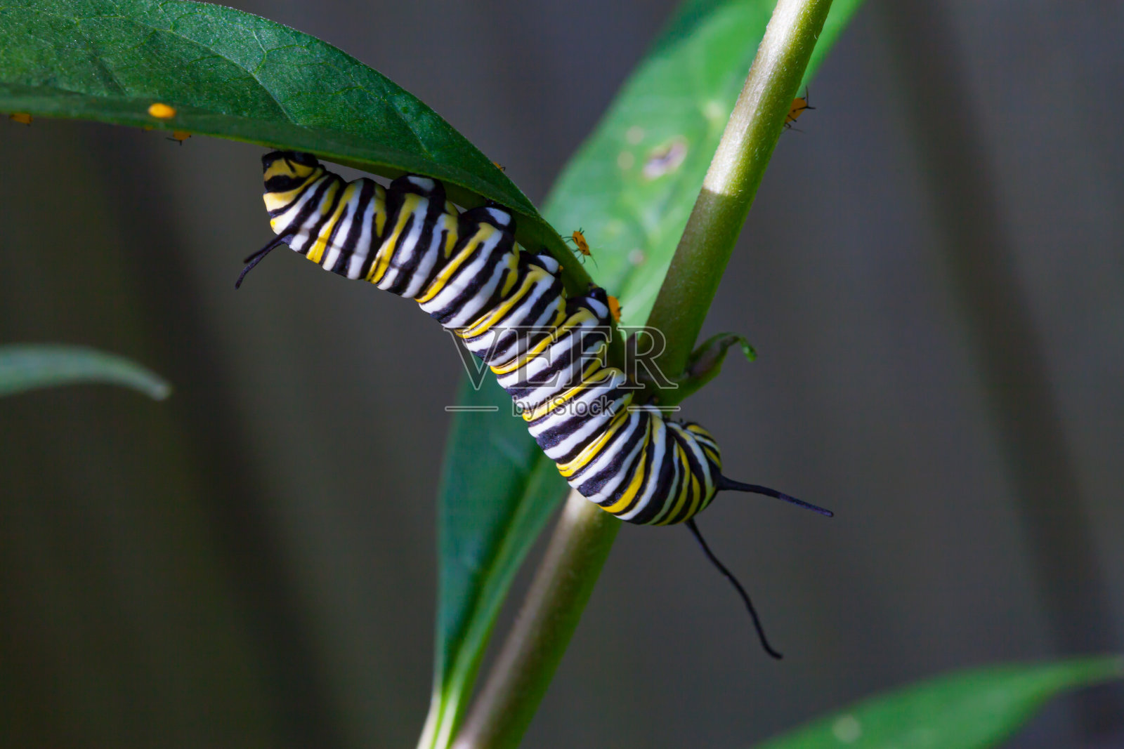 帝王蝶的毛虫照片摄影图片