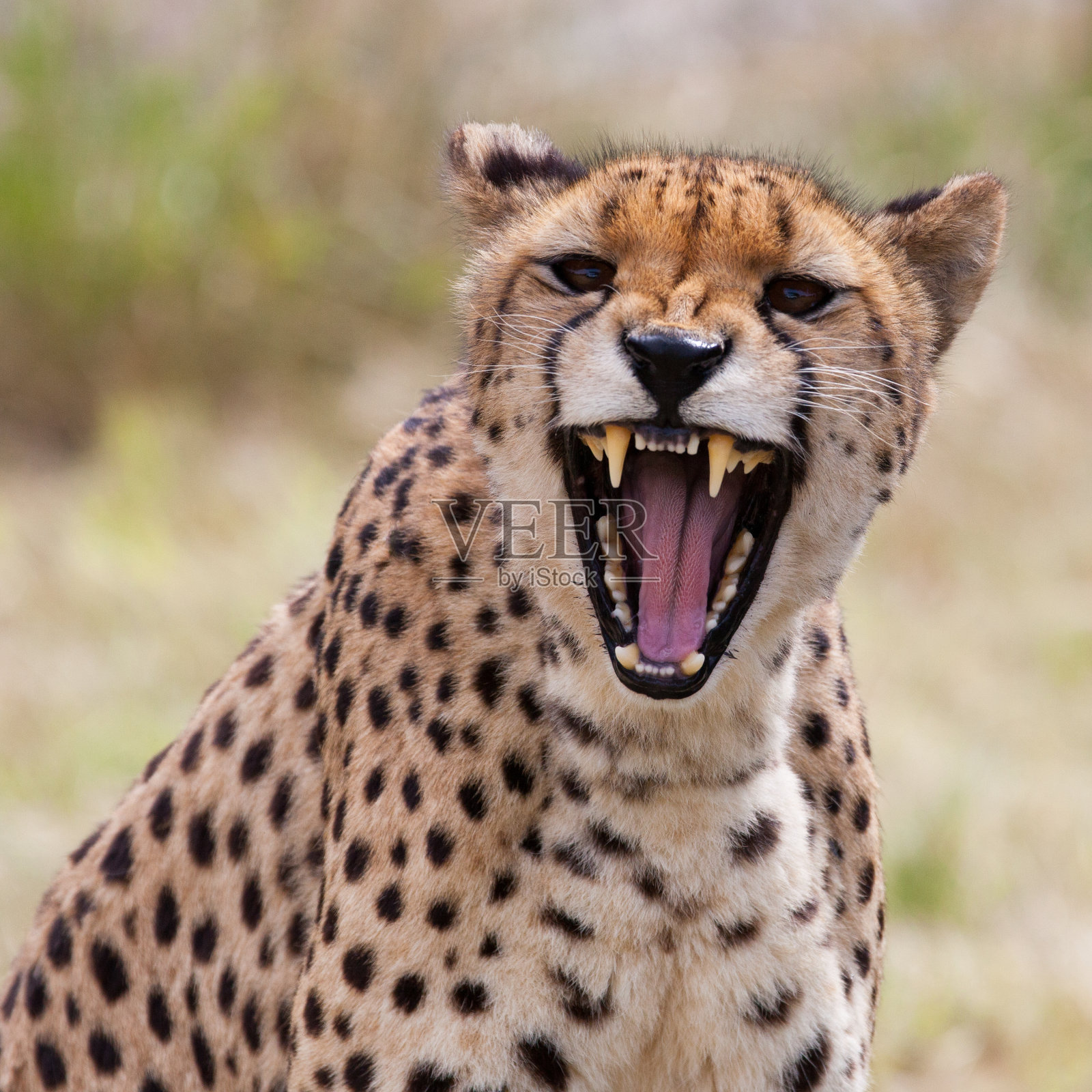 在野外，猎豹露出了牙齿照片摄影图片