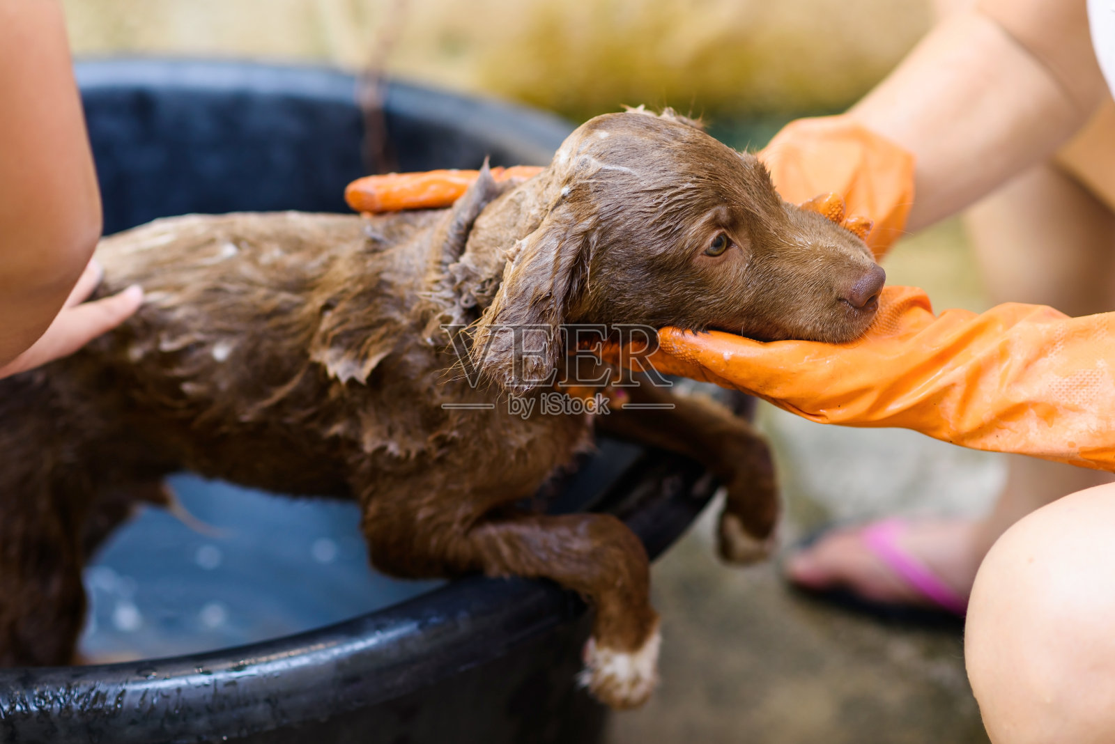 给可爱的拉布拉多小狗洗澡和洗澡照片摄影图片