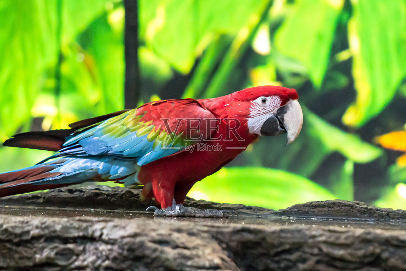 色彩鲜艳的鹦鹉鹦鹉照片摄影图片