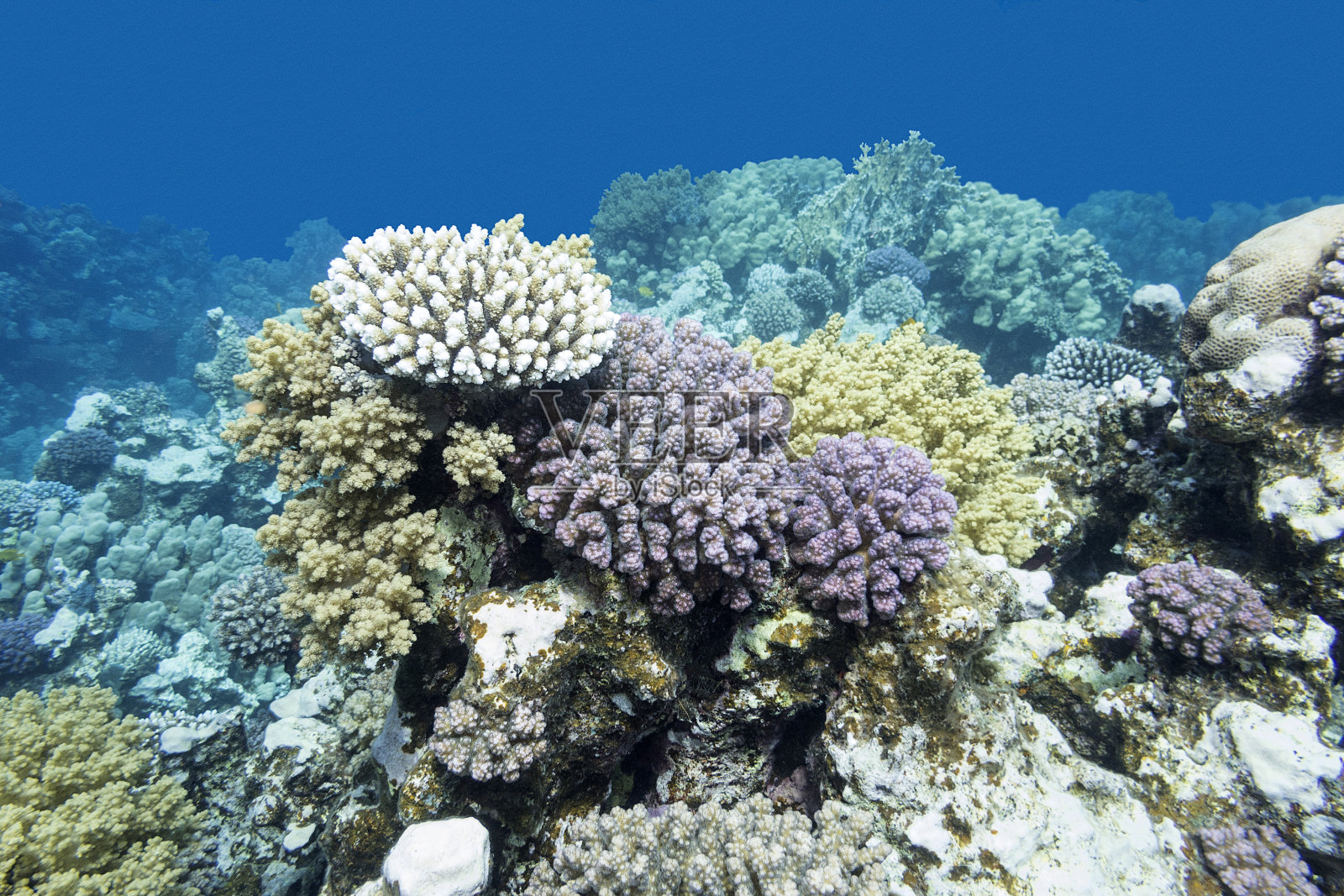 热带海洋，水下的彩色珊瑚礁照片摄影图片
