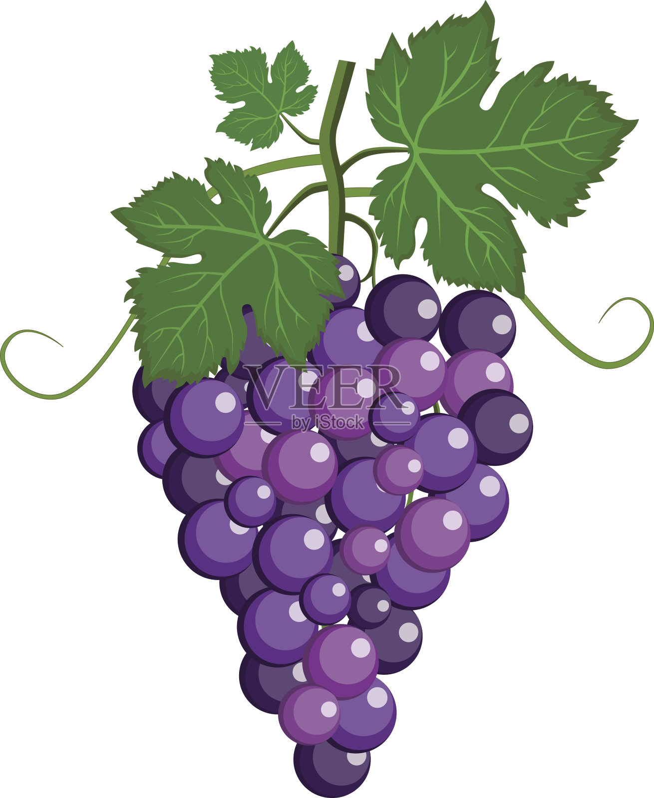 新鲜的葡萄串紫色图标上的白色背景。矢量插图在平面风格。设计元素图片