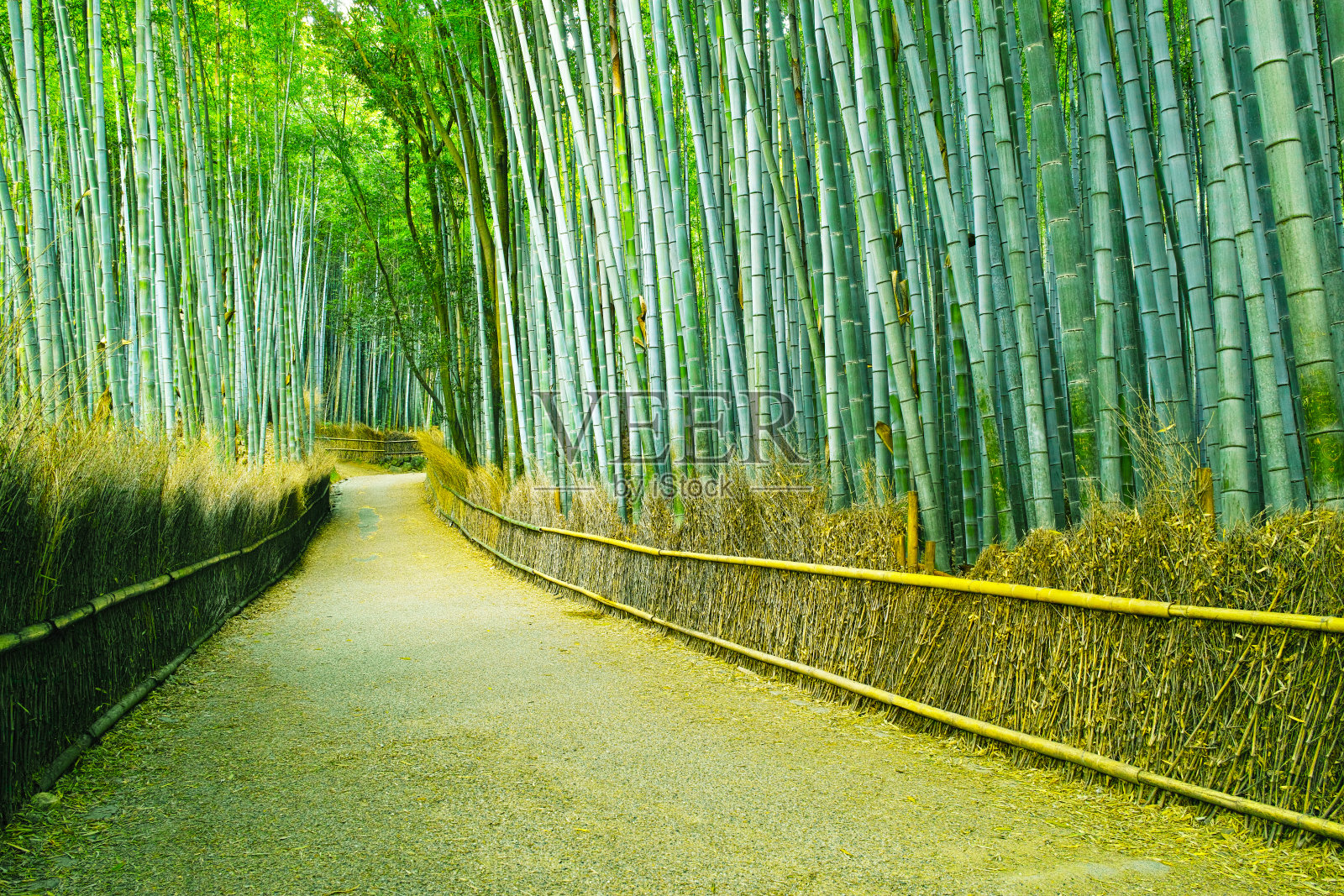京都竹林路照片摄影图片