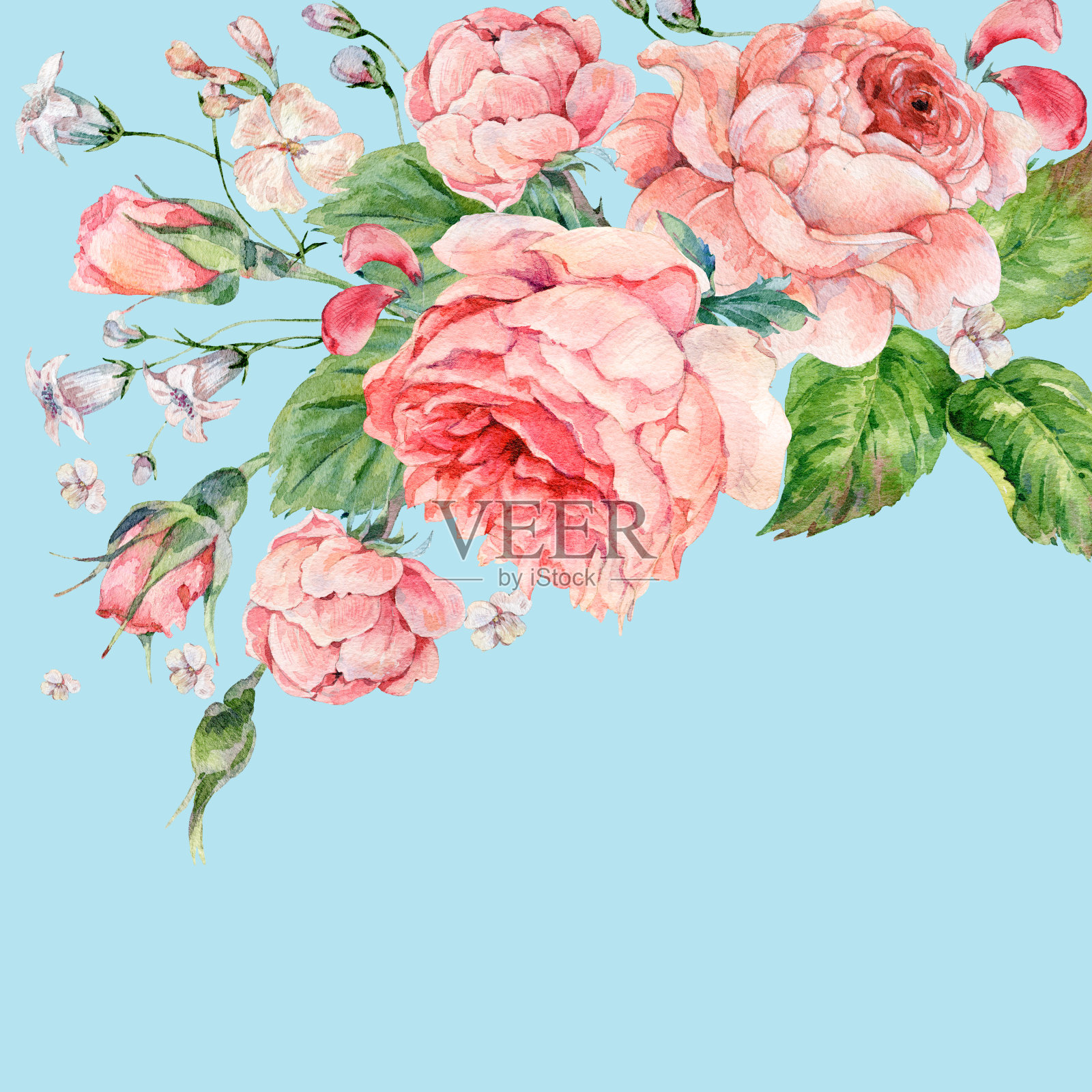 复古水彩粉色英国玫瑰插画图片素材
