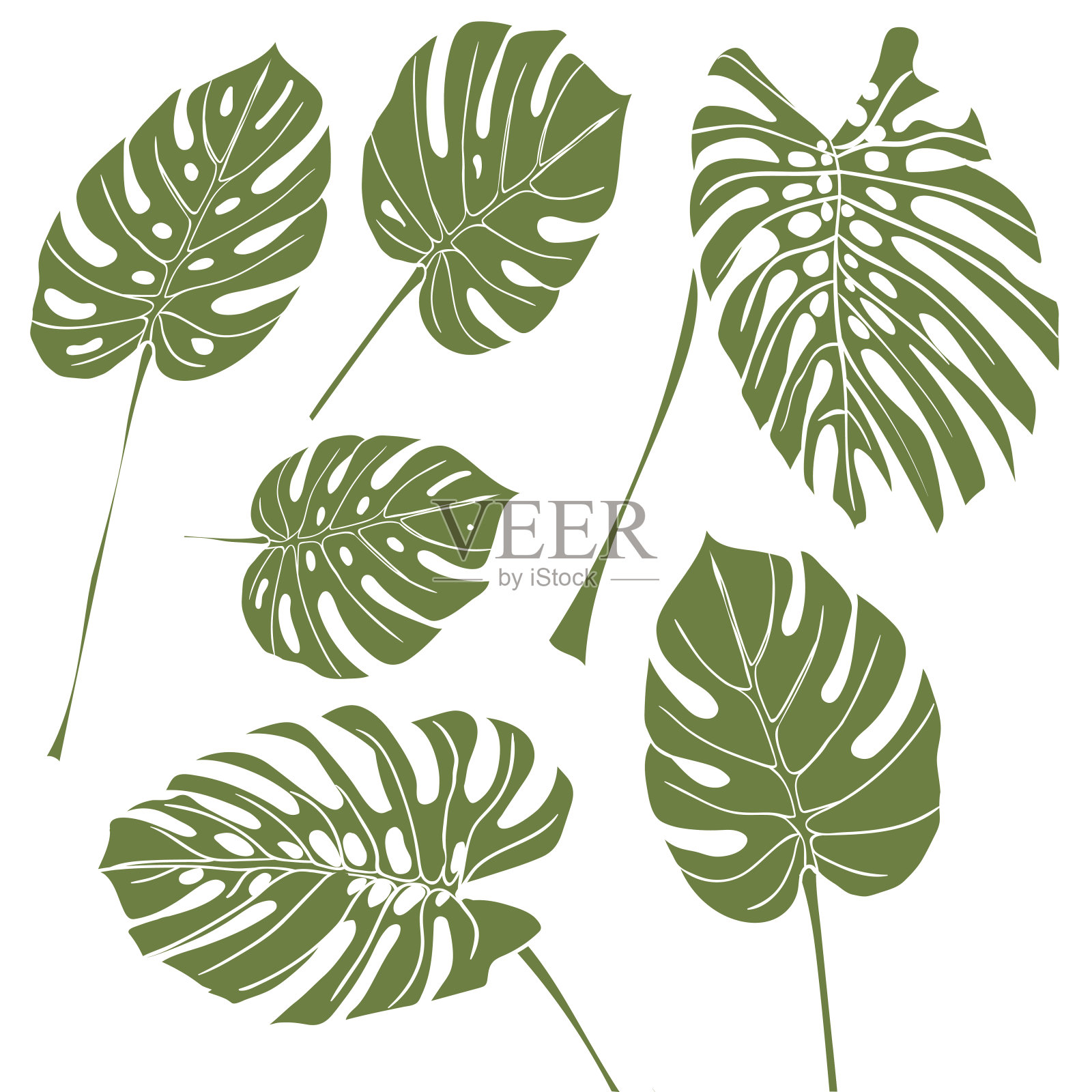 剪影热带怪物的叶子。绿色孤立在白色背景上插画图片素材