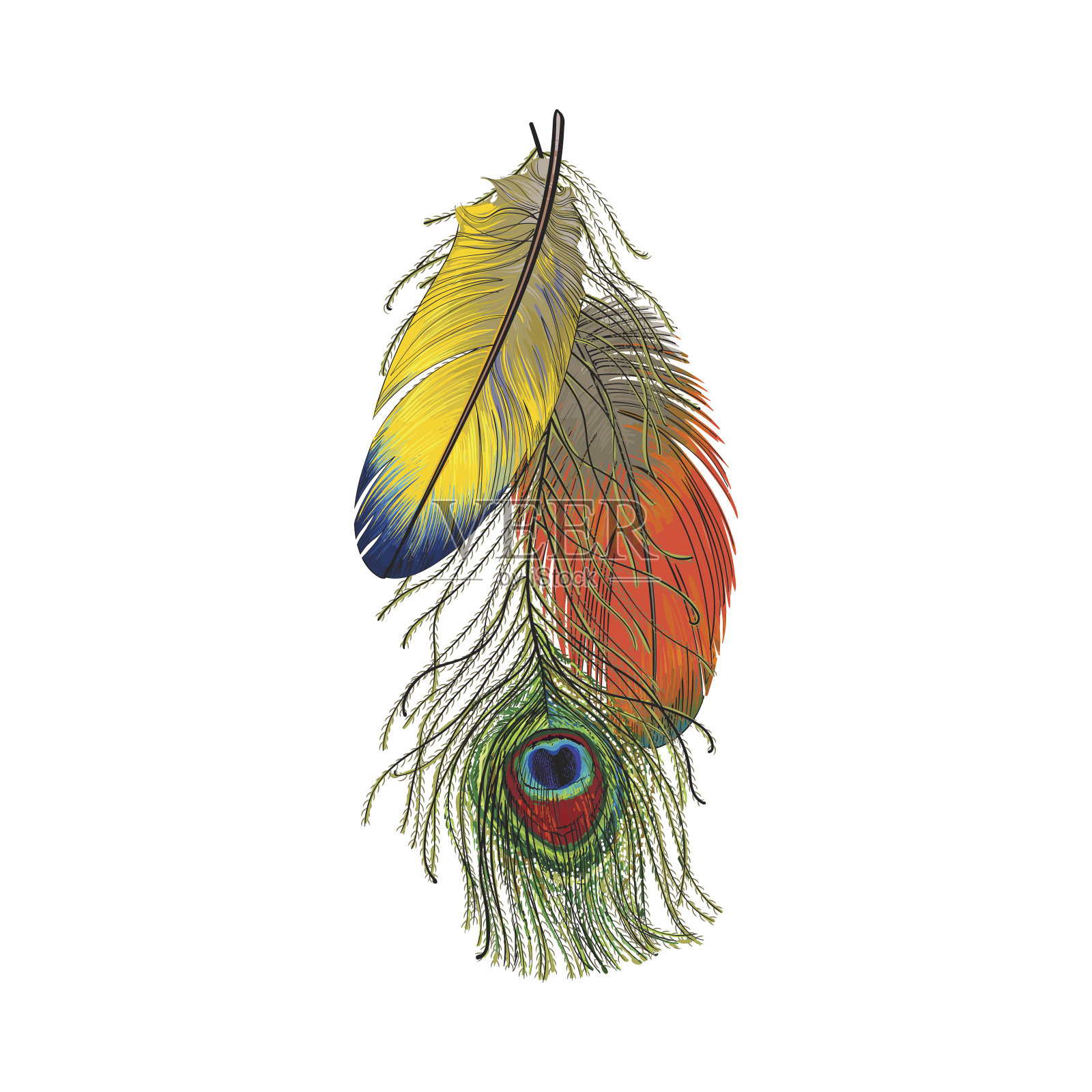 手绘一套多彩的鸟羽毛，鹦鹉和孔雀插画图片素材