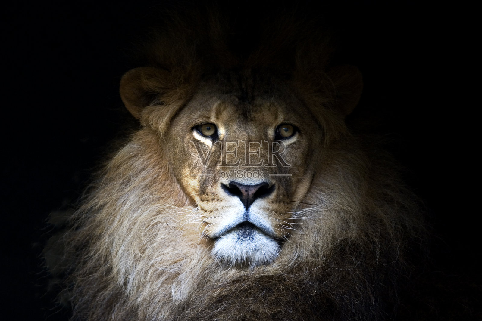 非洲狮在黑色背景上照片摄影图片